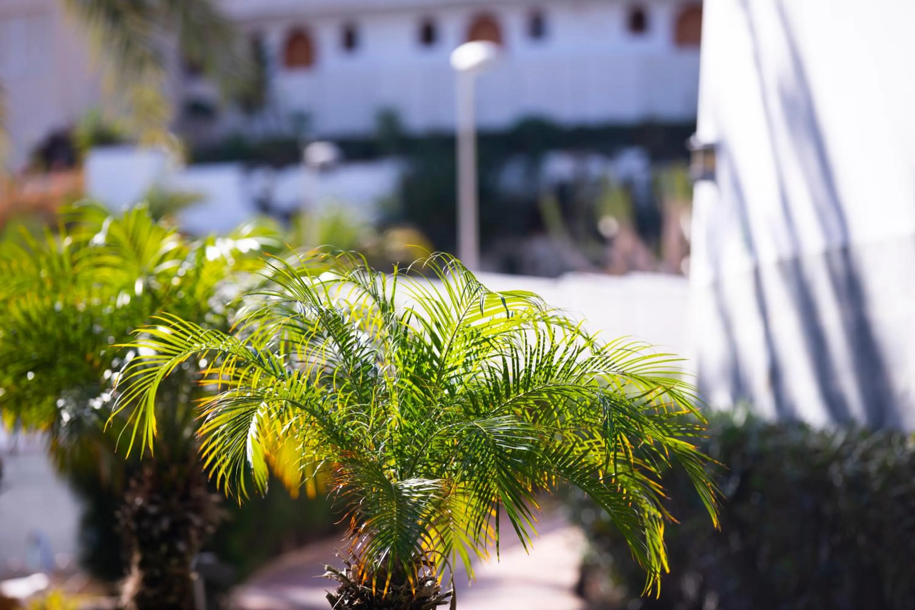 Garden in Jacarandas Beach
