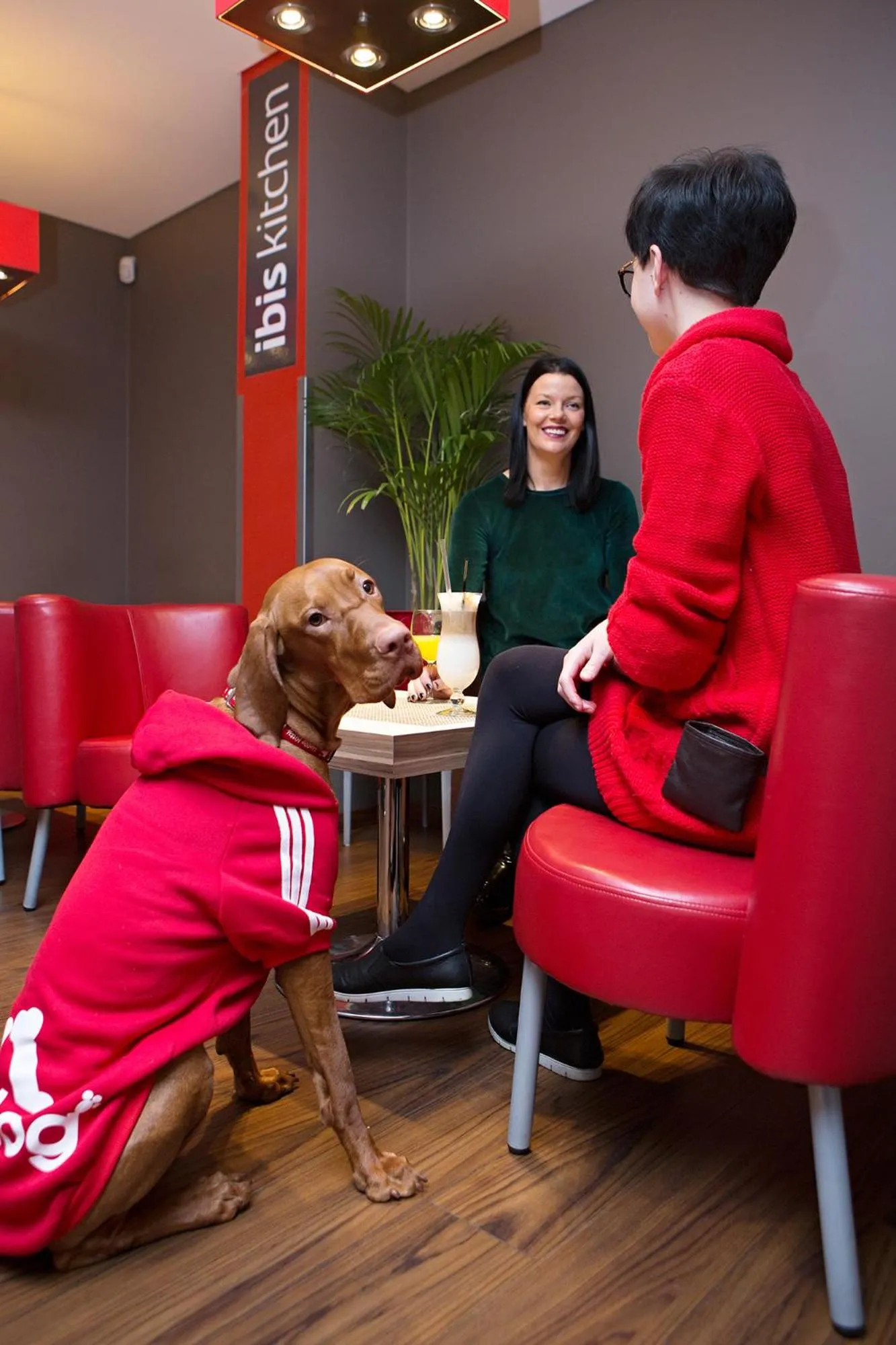 Pets in Ibis Kaunas Centre