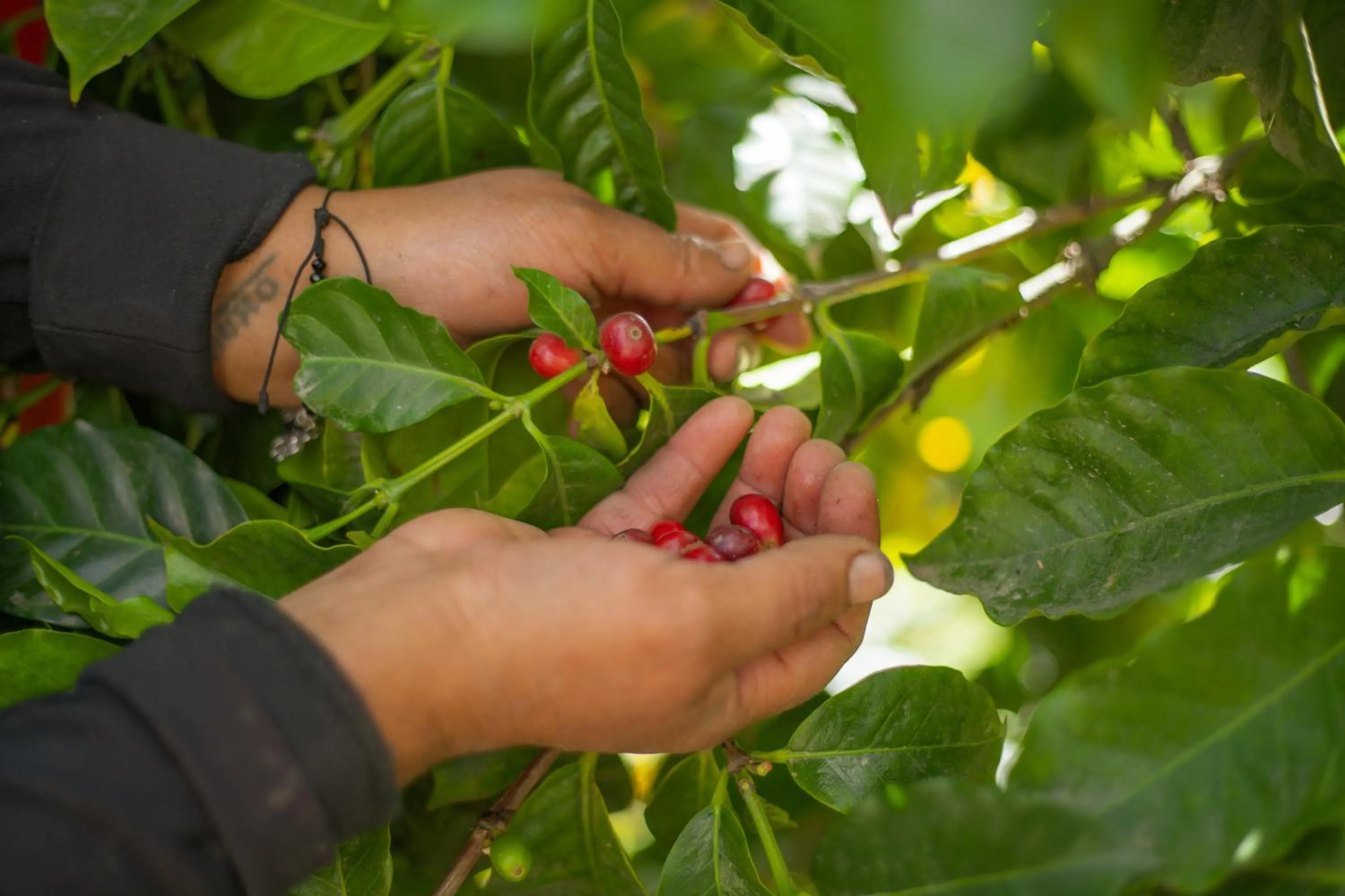 Garden view in Hosteria Cananvalle