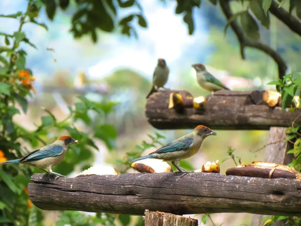 Triple Room in Hosteria Cananvalle Triple Room in Hosteria Cananvalle