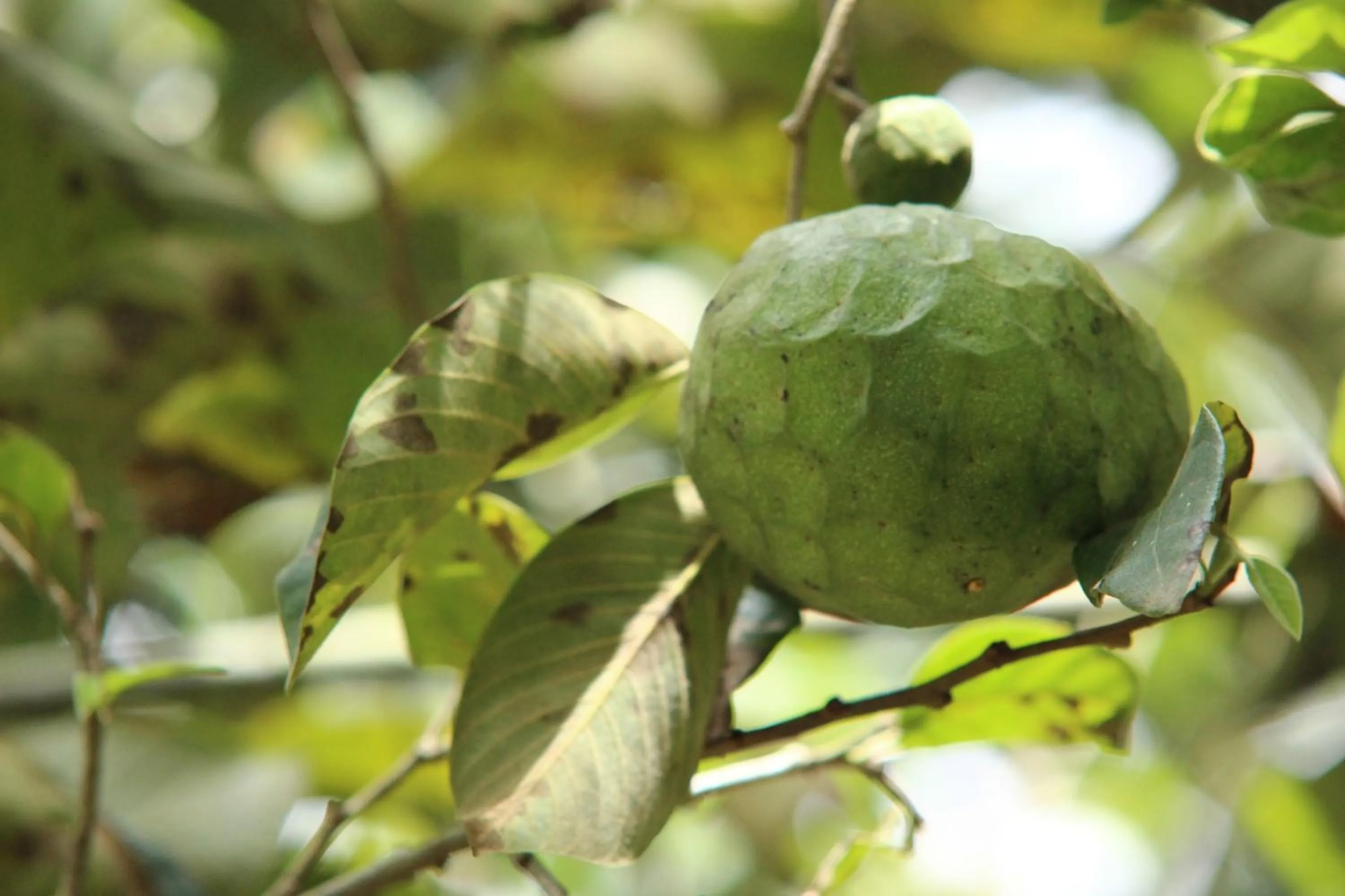 Day in Hosteria Cananvalle