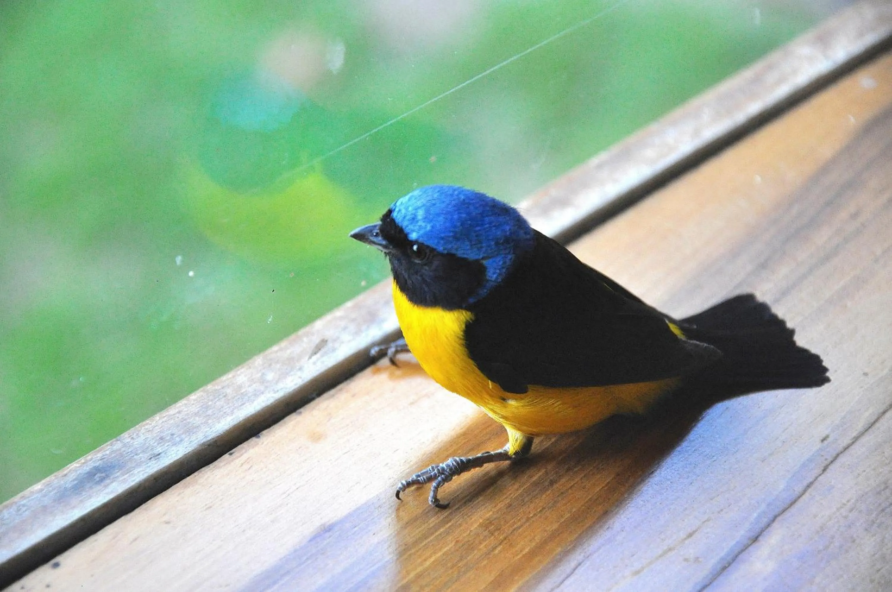 Animals in Hosteria Cananvalle