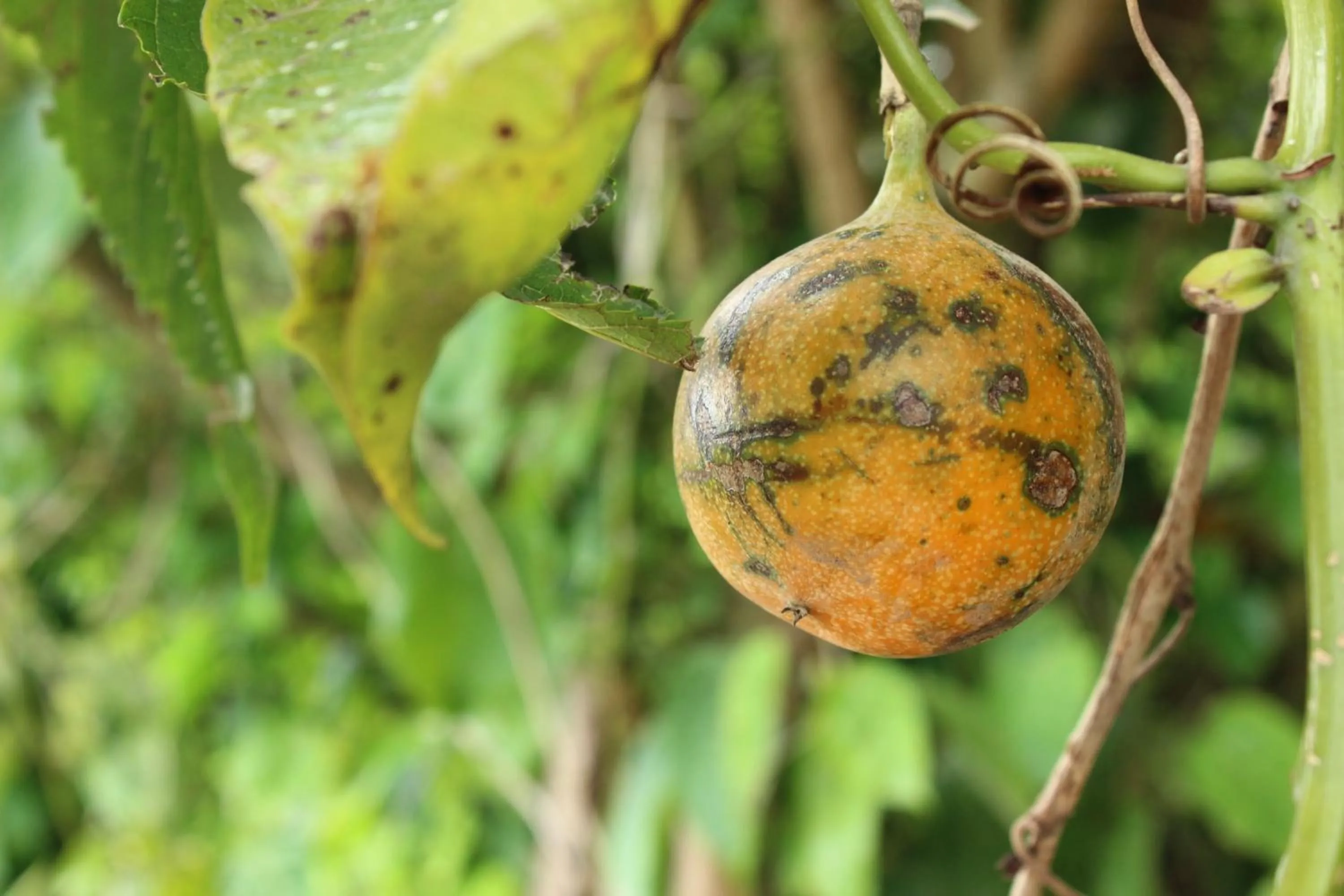 Other in Hosteria Cananvalle