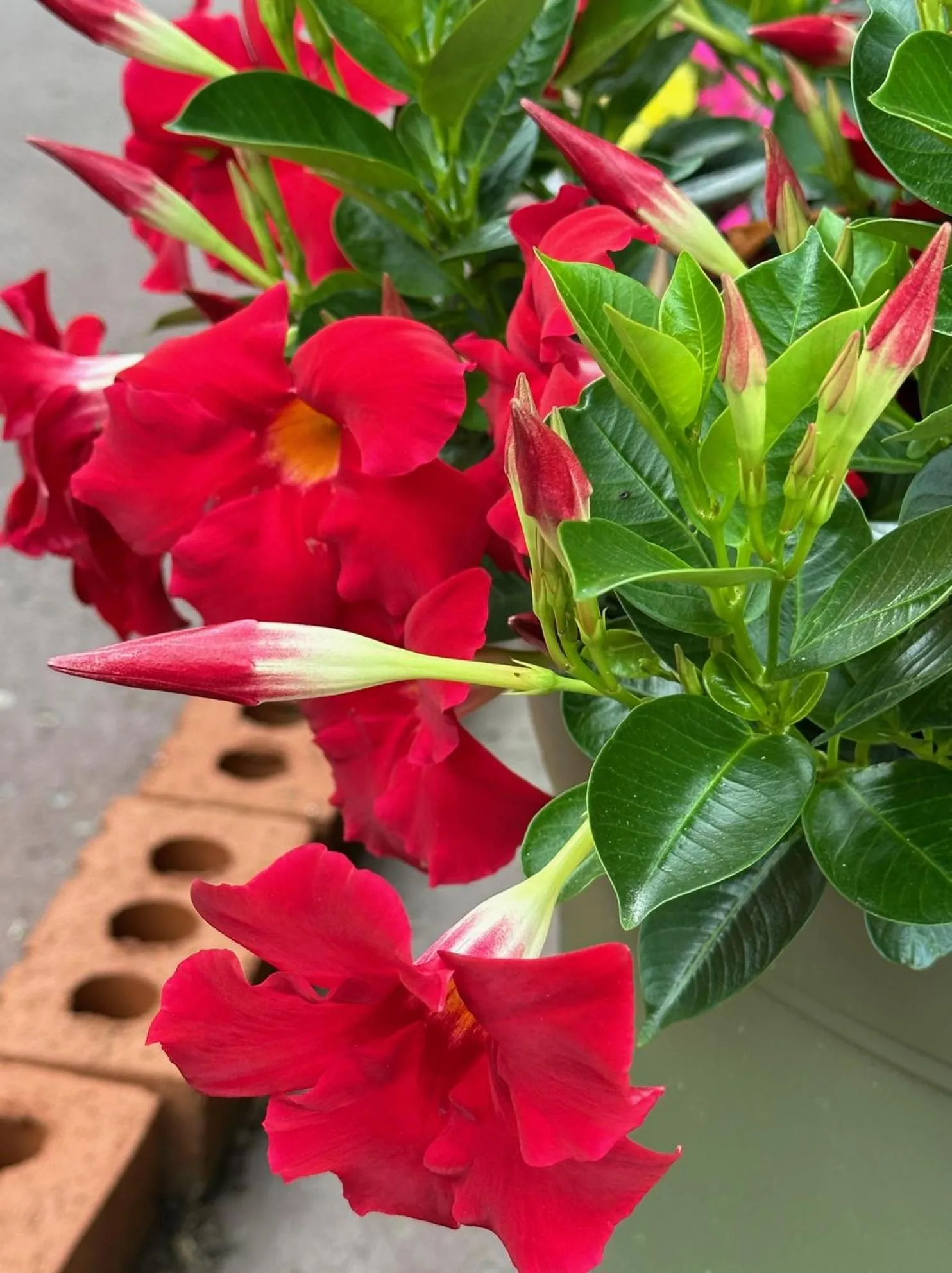 Garden in NATION'S INN of Wake County - Raleigh Crabtree