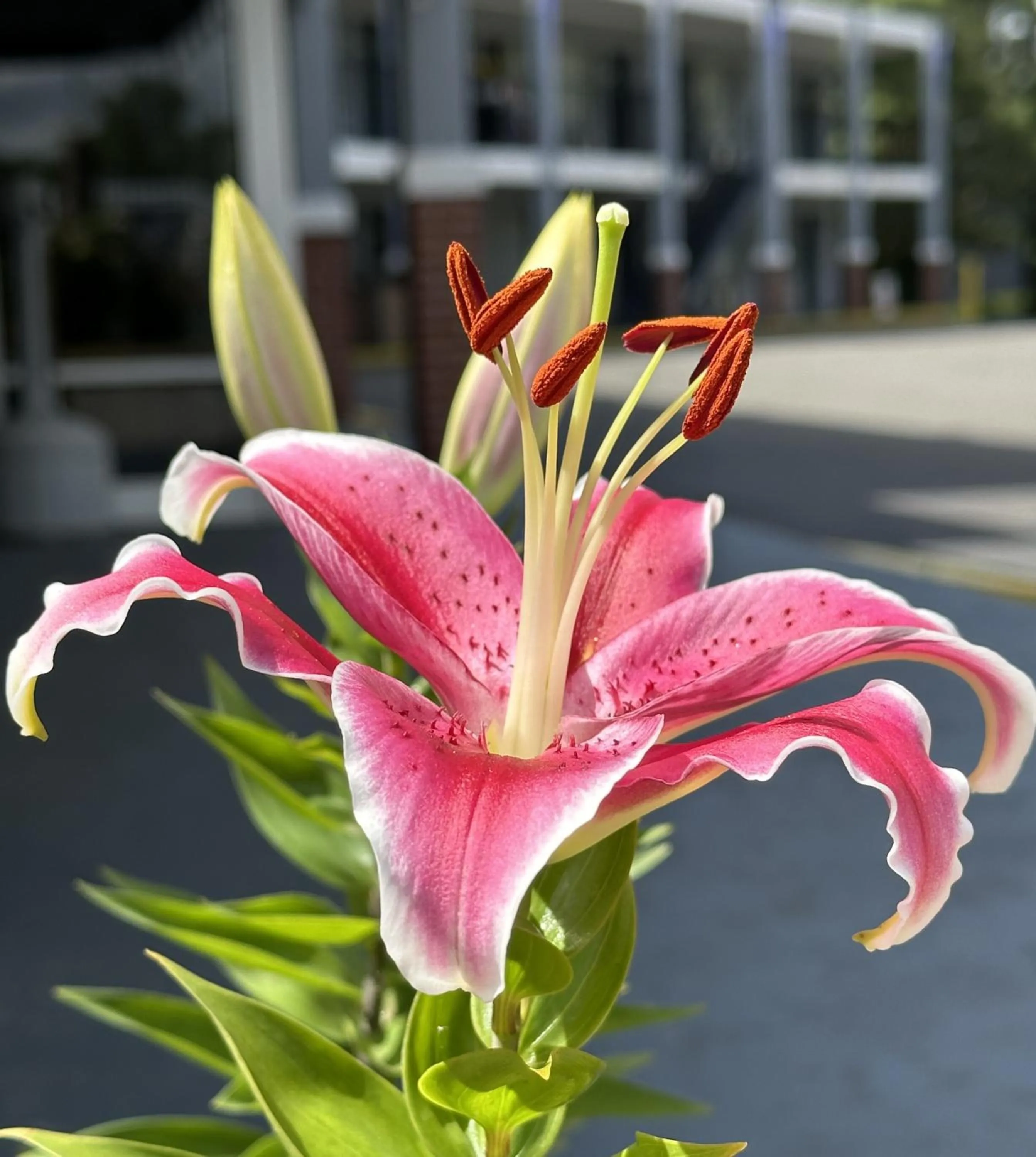 Garden in NATION'S INN of Wake County - Raleigh Crabtree