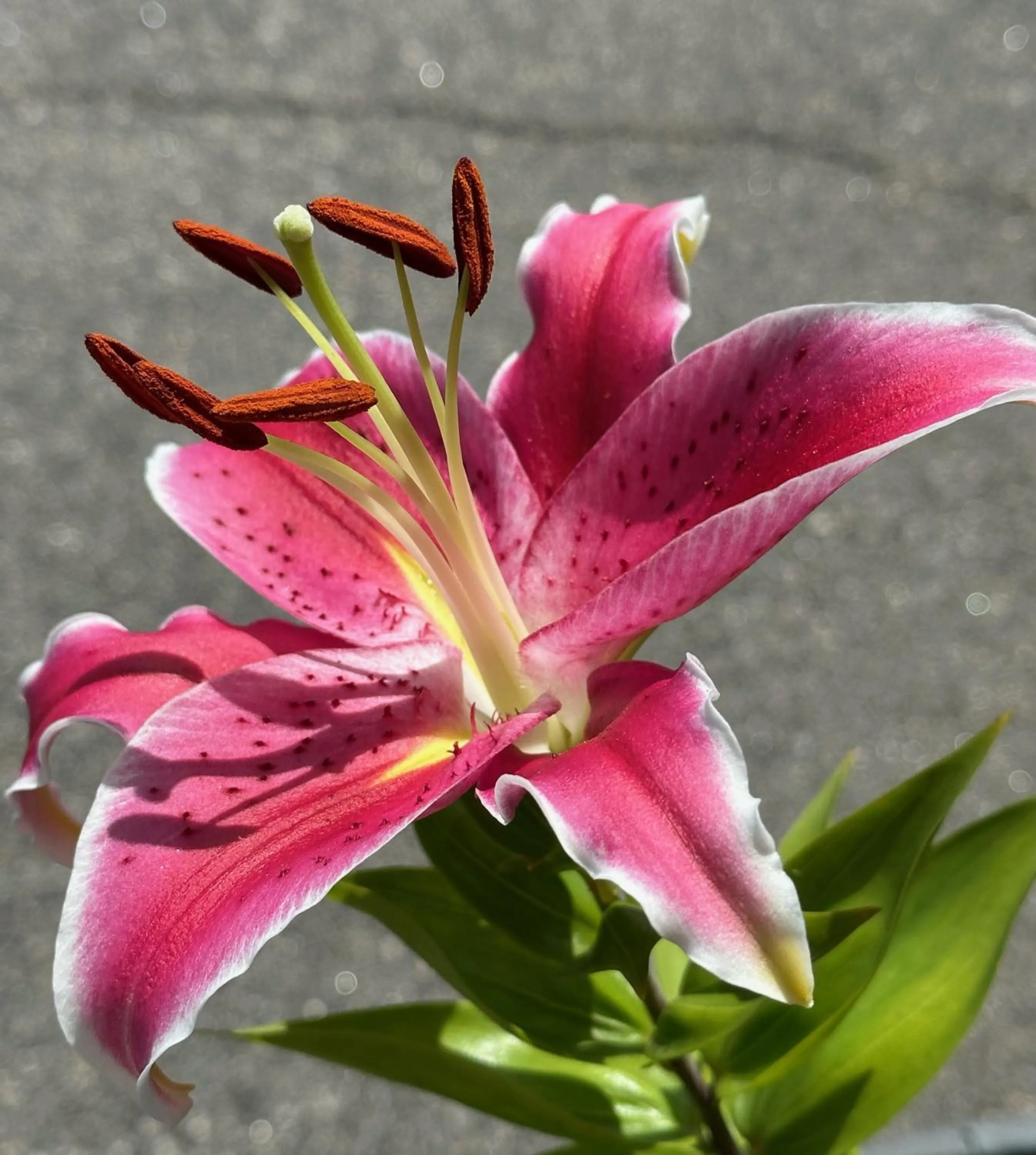 Property building in NATION'S INN of Wake County - Raleigh Crabtree