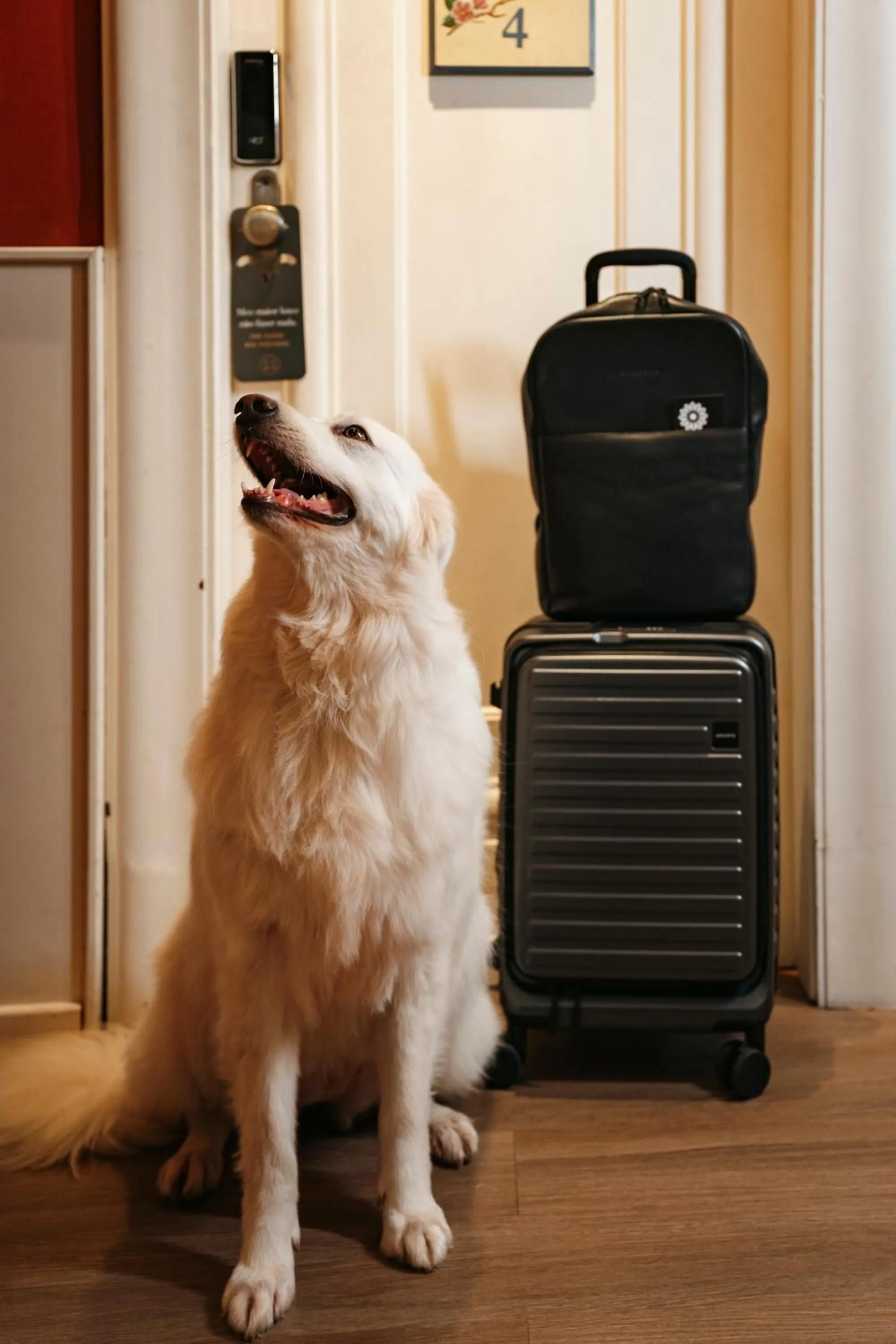 Pets in Petit Casa da Montanha