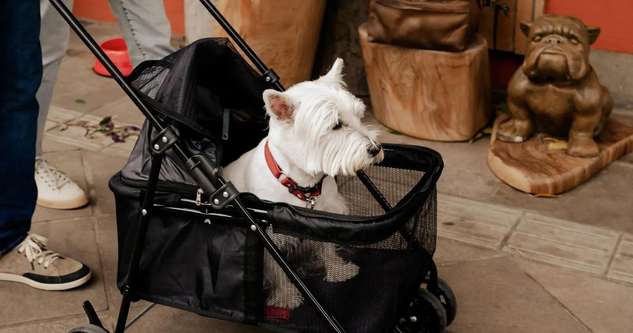 Pets in Petit Casa da Montanha