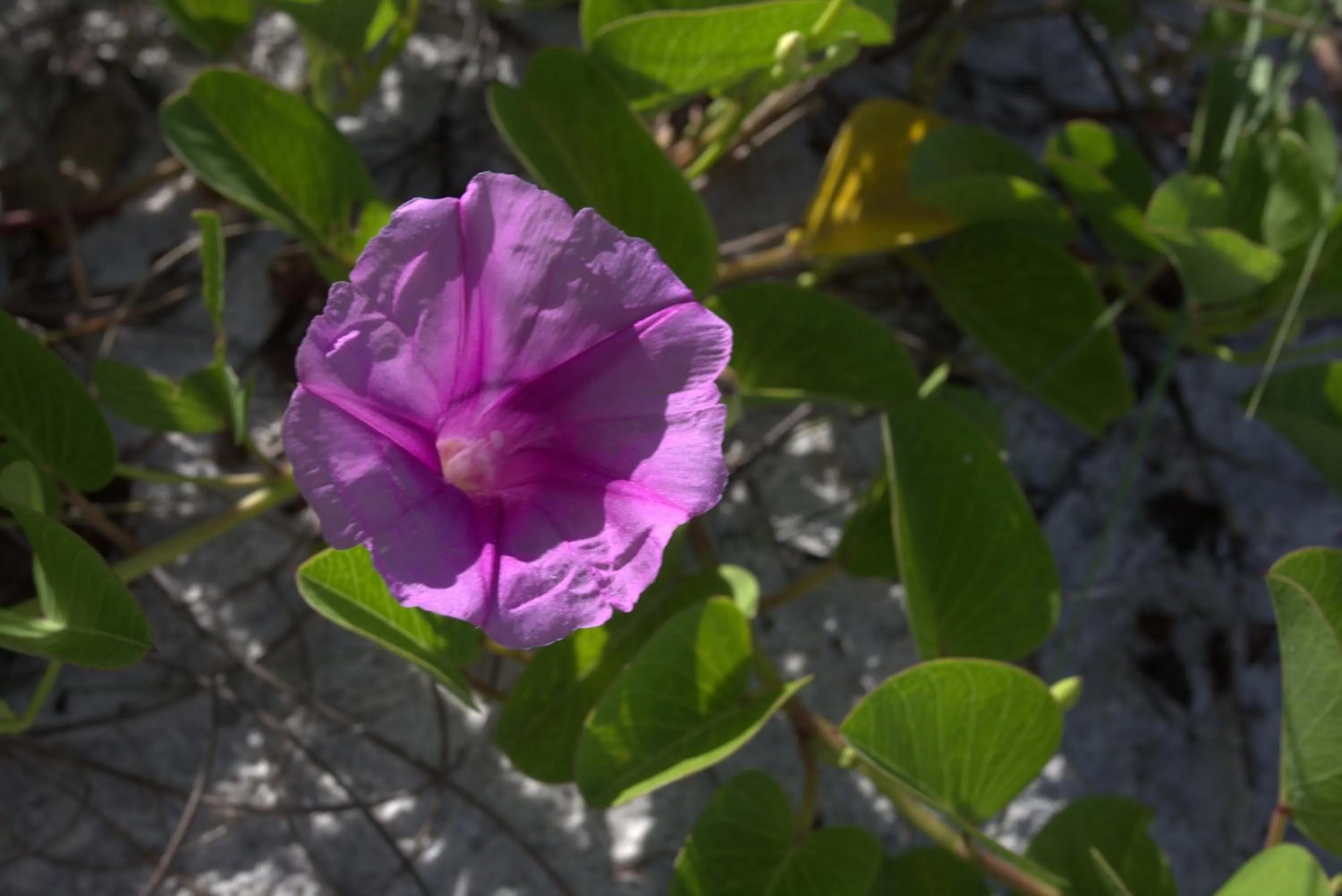 Natural landscape in Vanderbilt Beach Resort