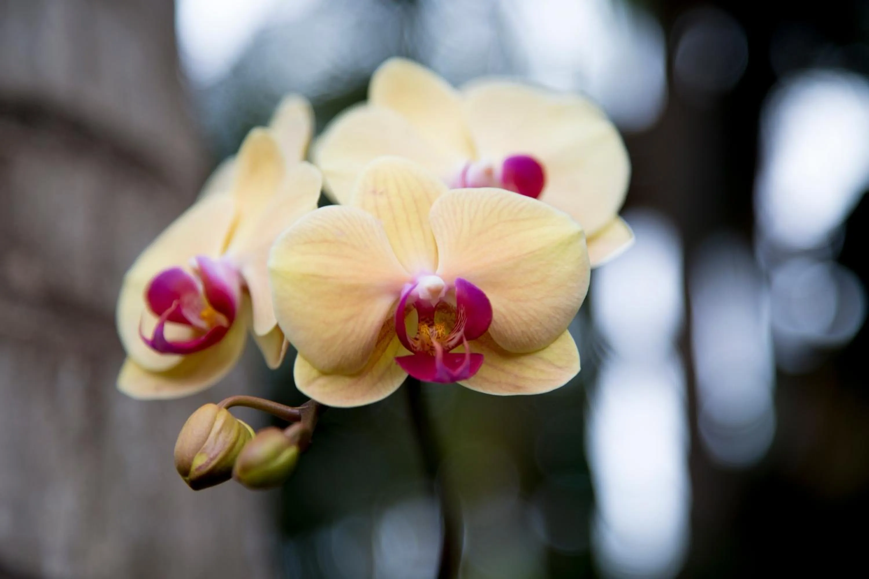 Garden in Vanderbilt Beach Resort