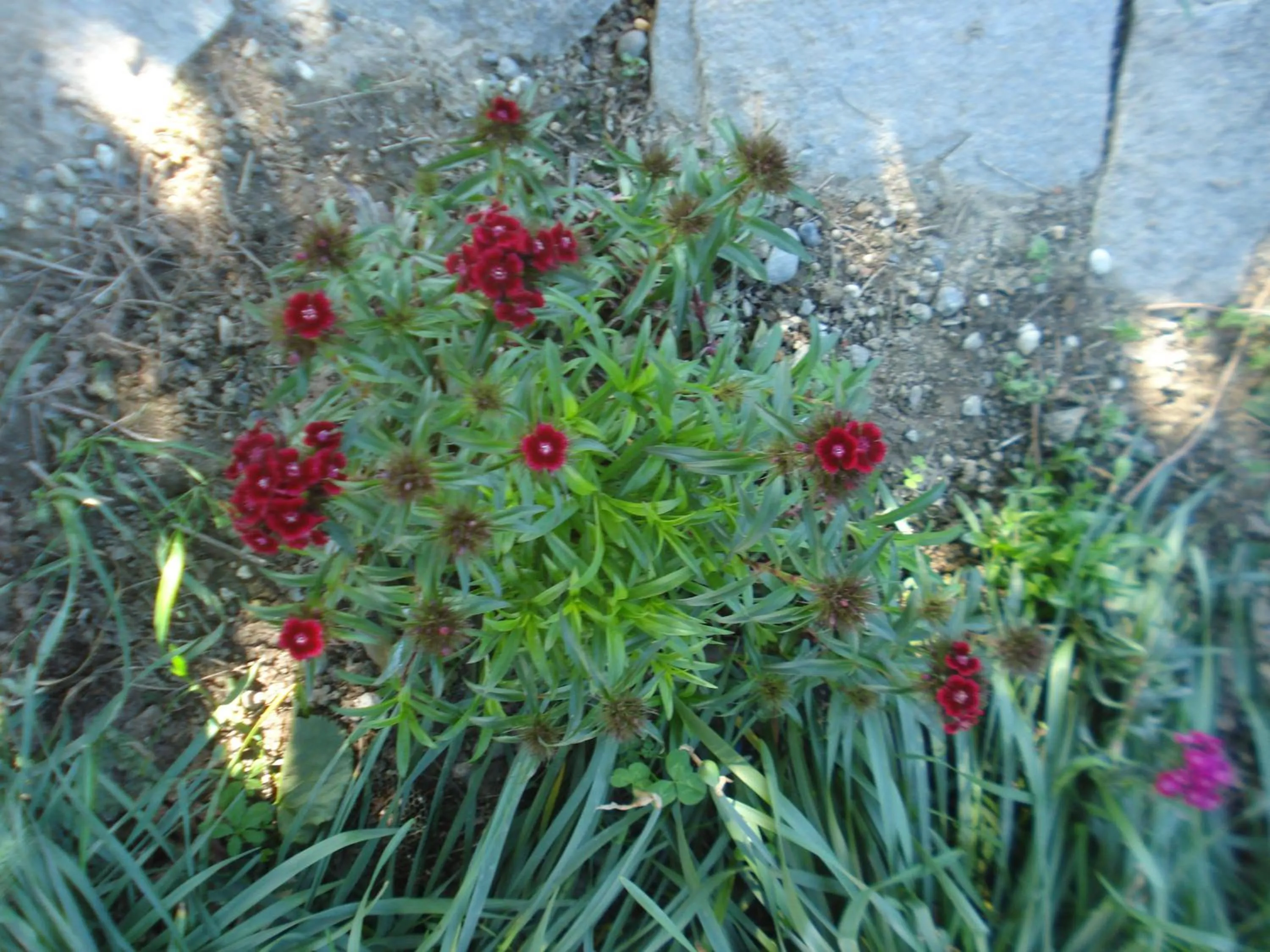 Garden in Casa T Bed and Breakfast & Home Restaurant di Tacchino Simone