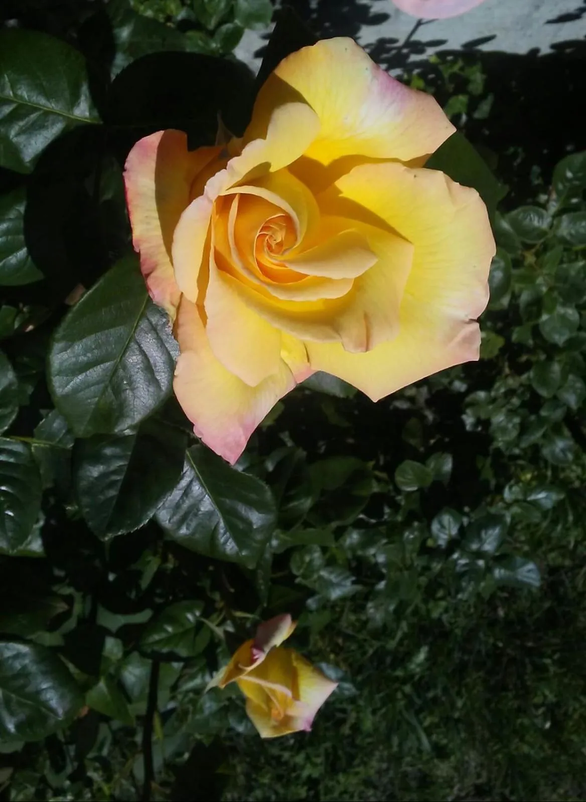 Garden in Casa T Bed and Breakfast & Home Restaurant di Tacchino Simone