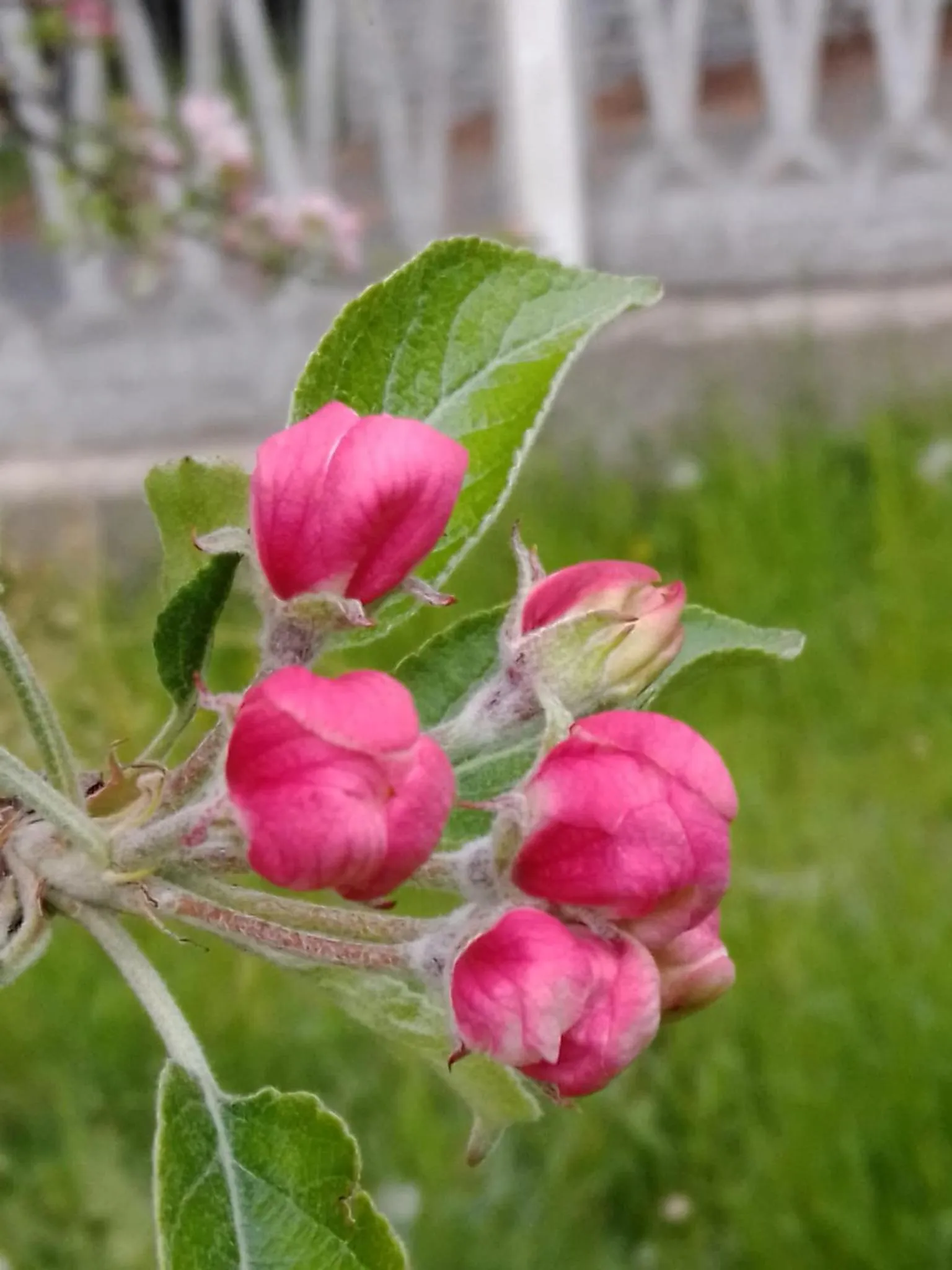 Garden in Casa T Bed and Breakfast & Home Restaurant di Tacchino Simone