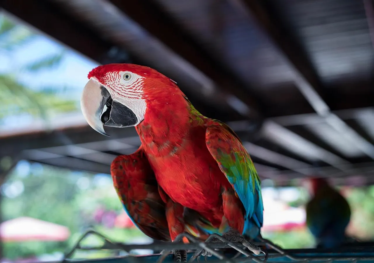 Animals in Hotel Karia Princess