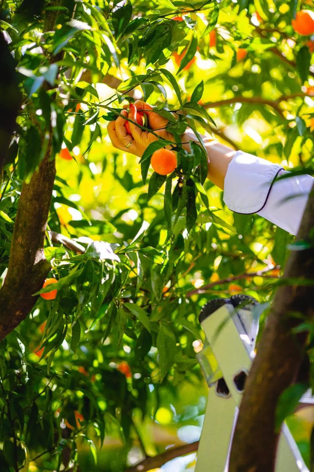 Restaurant/places to eat in Hotel Karia Princess