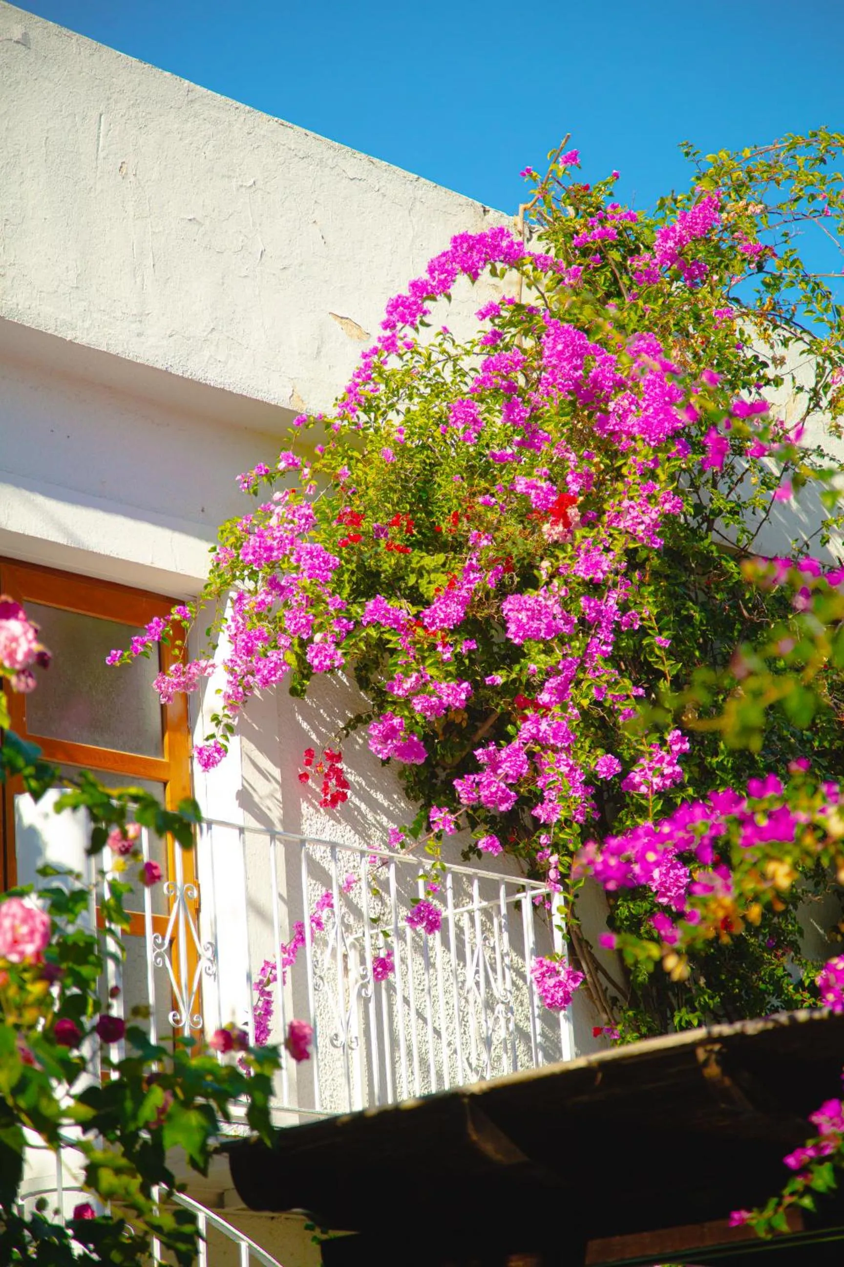 Garden in Hotel Karia Princess