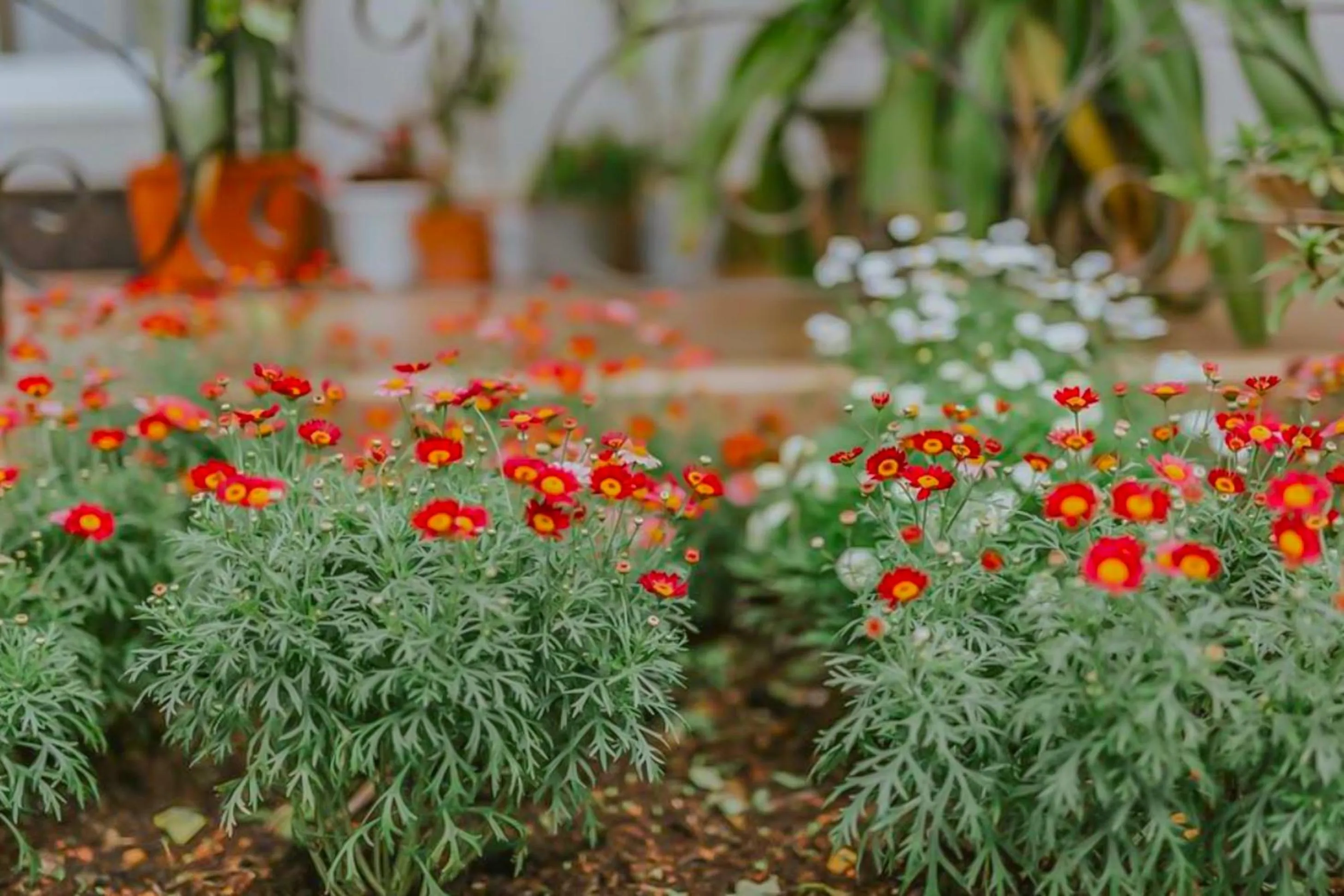 Garden in Jolie House