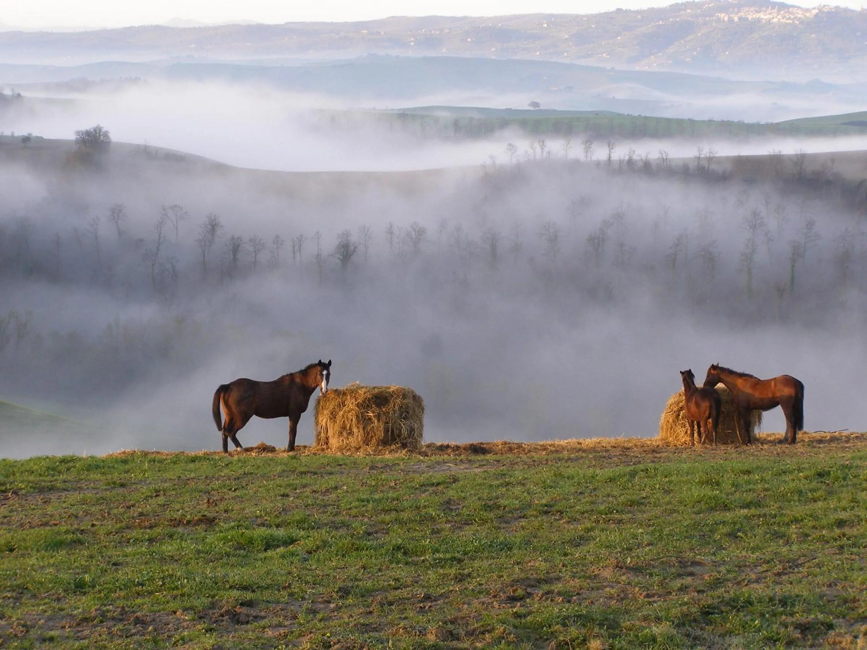 Horse-riding in Fattoria Pieve a Salti