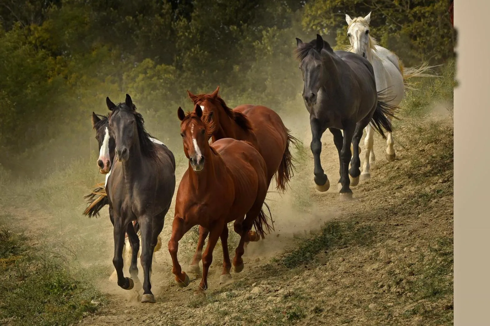 Horse-riding in Fattoria Pieve a Salti