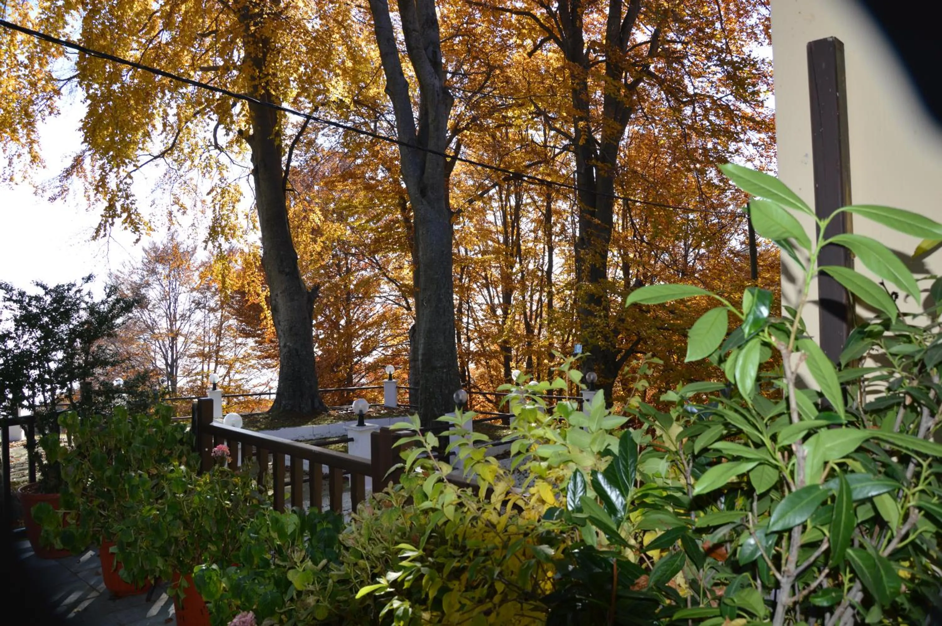 Garden in Hotel Hani Zisi