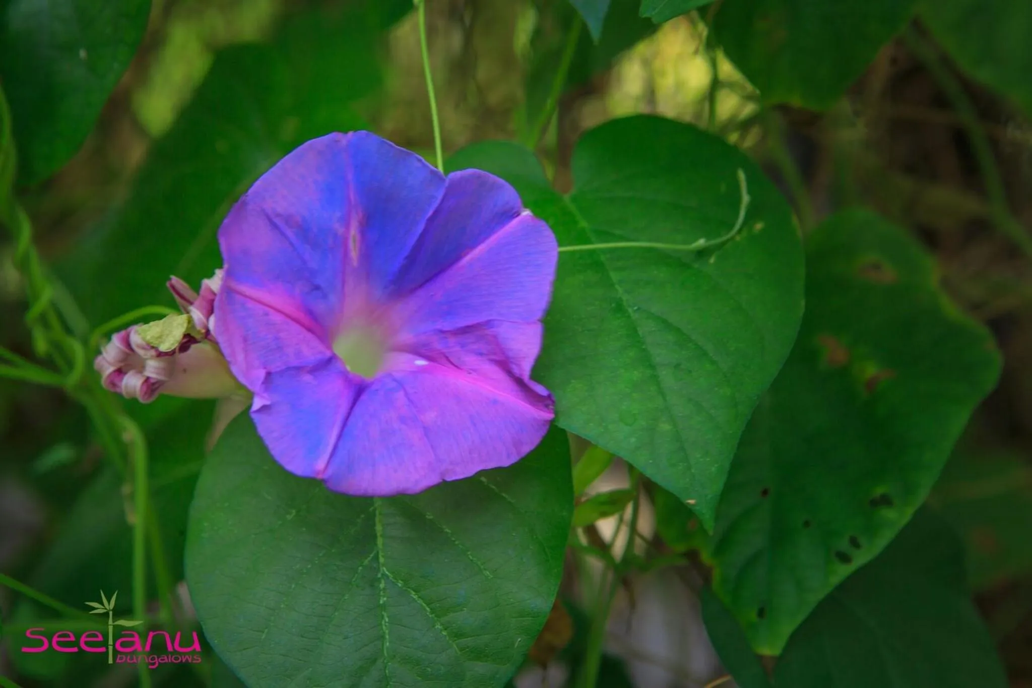 Garden in Seetanu Bungalows