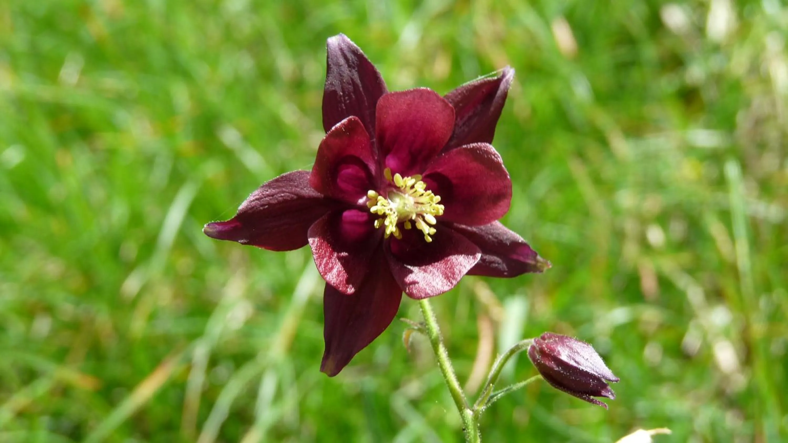 Other in Berghotel Schlemmer