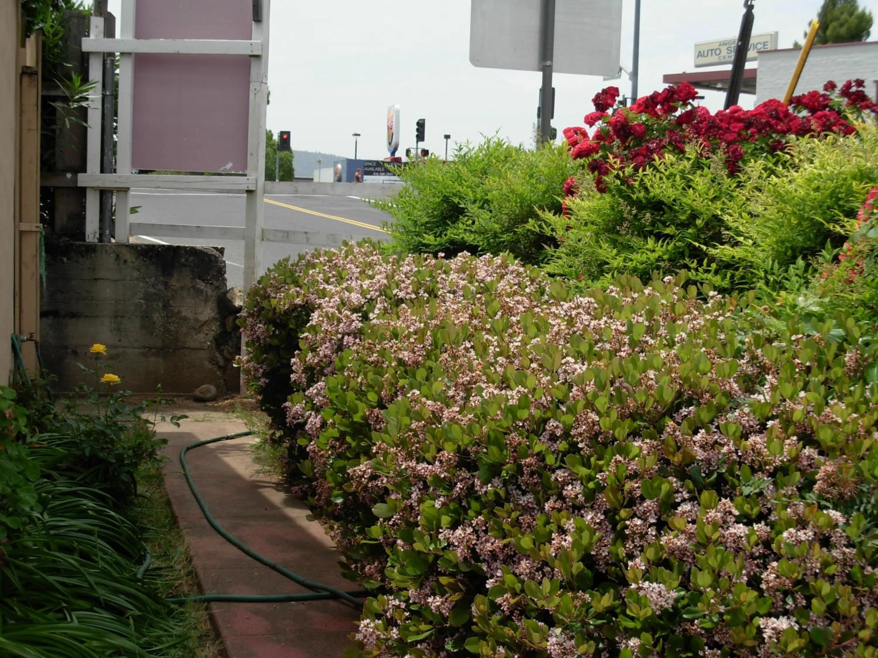 Spring in Jumping Frog Motel