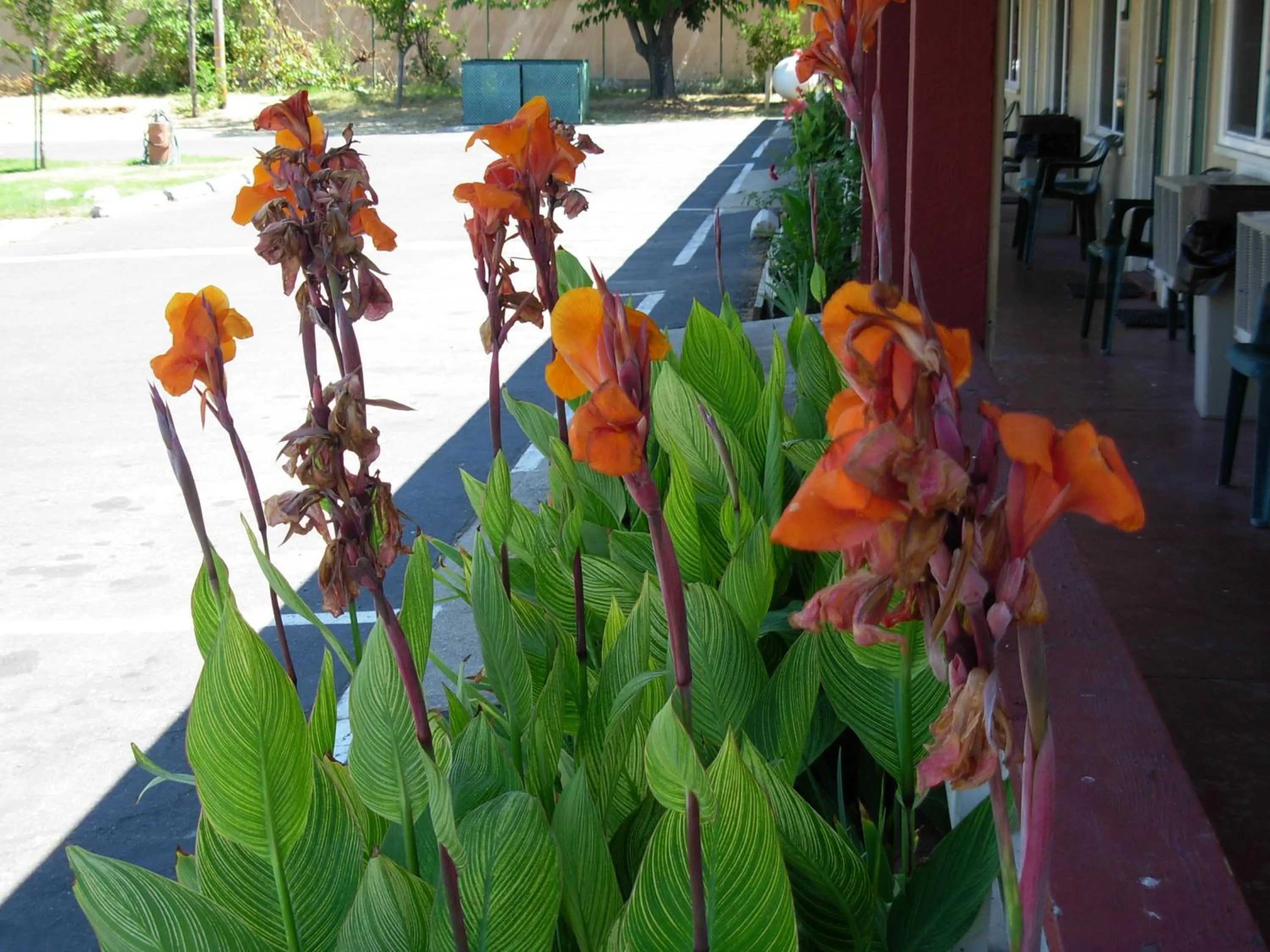 Garden view in Jumping Frog Motel