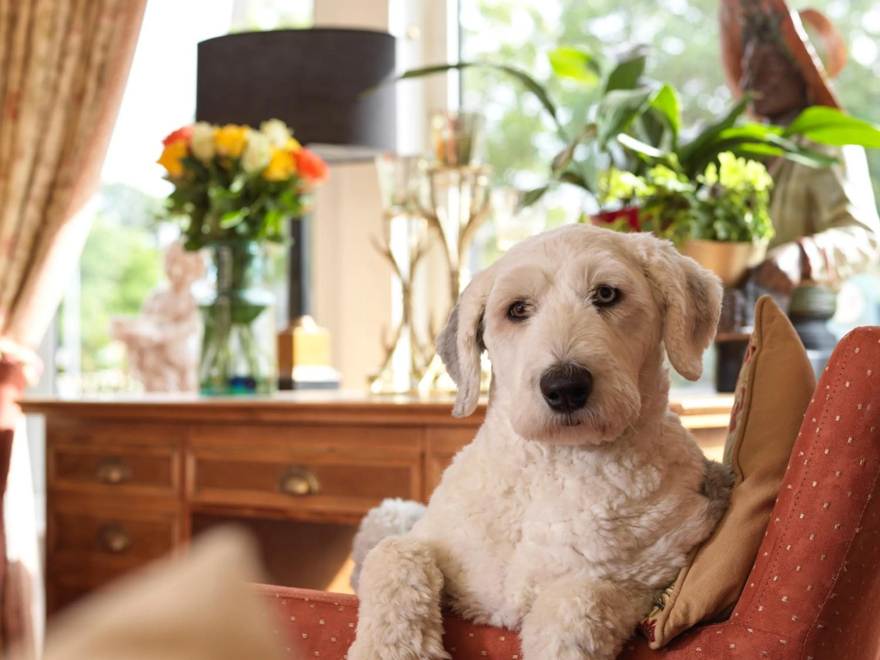 pet friendly in Howarth House