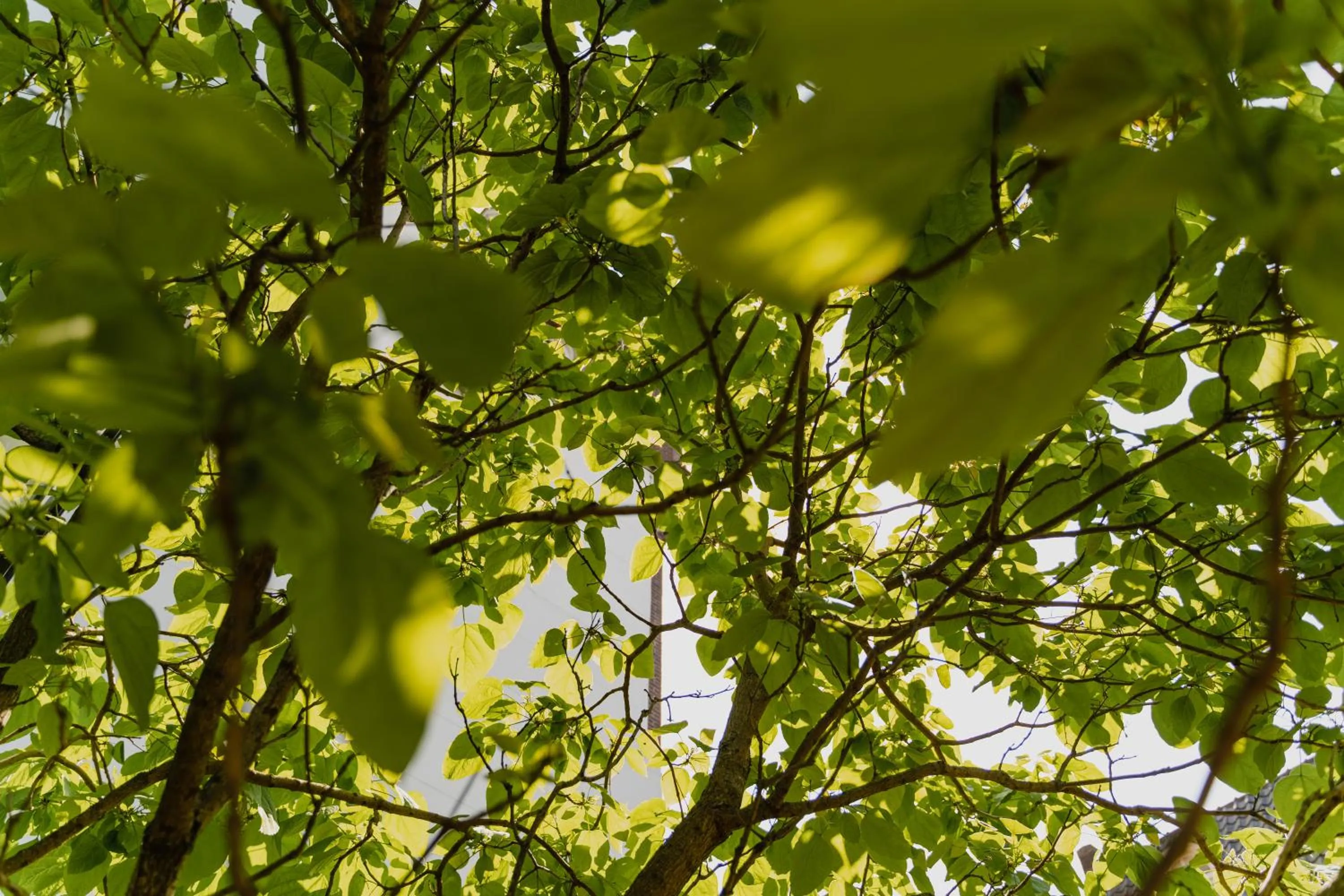 Day in Hotel Mercier