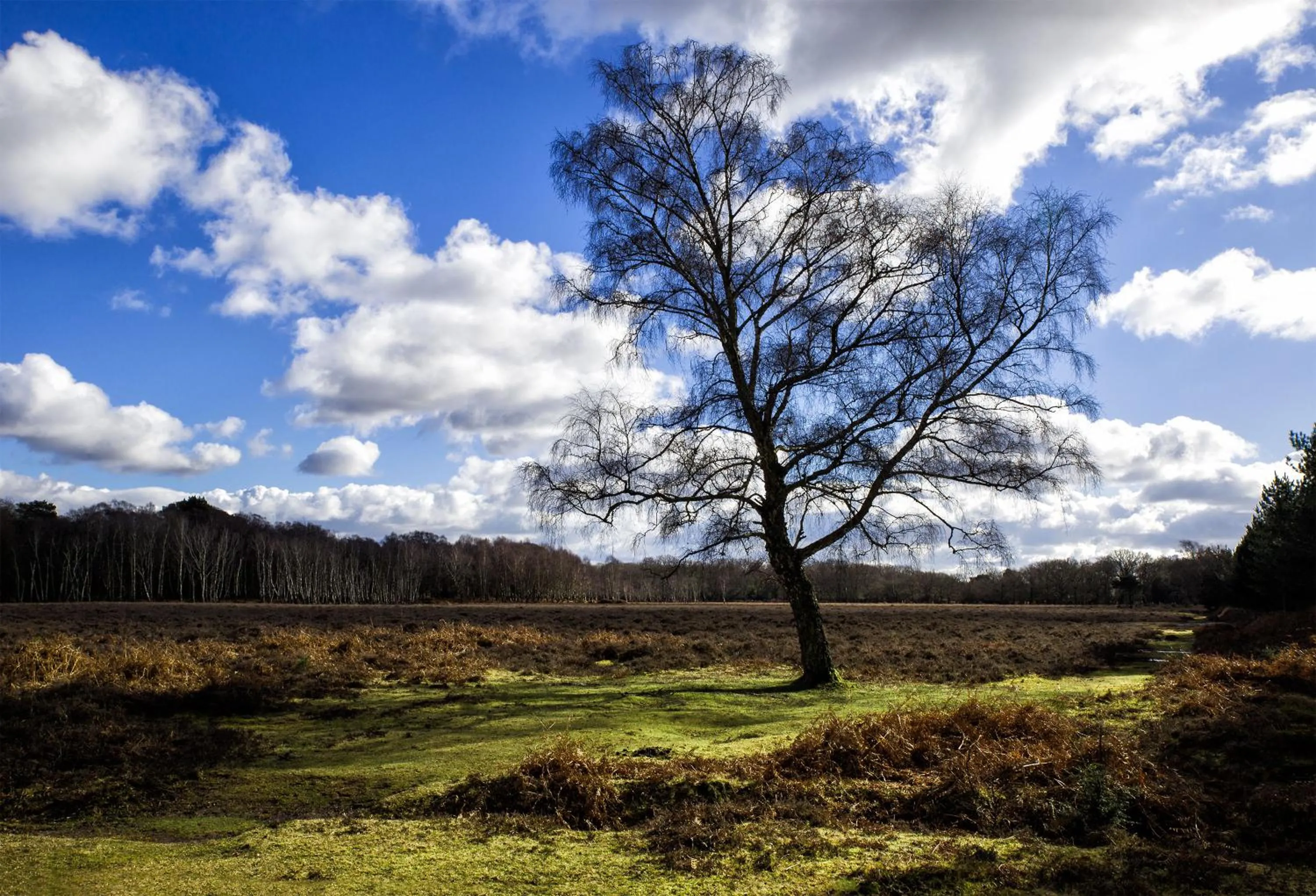 Natural landscape in Cottage Lodge Hotel