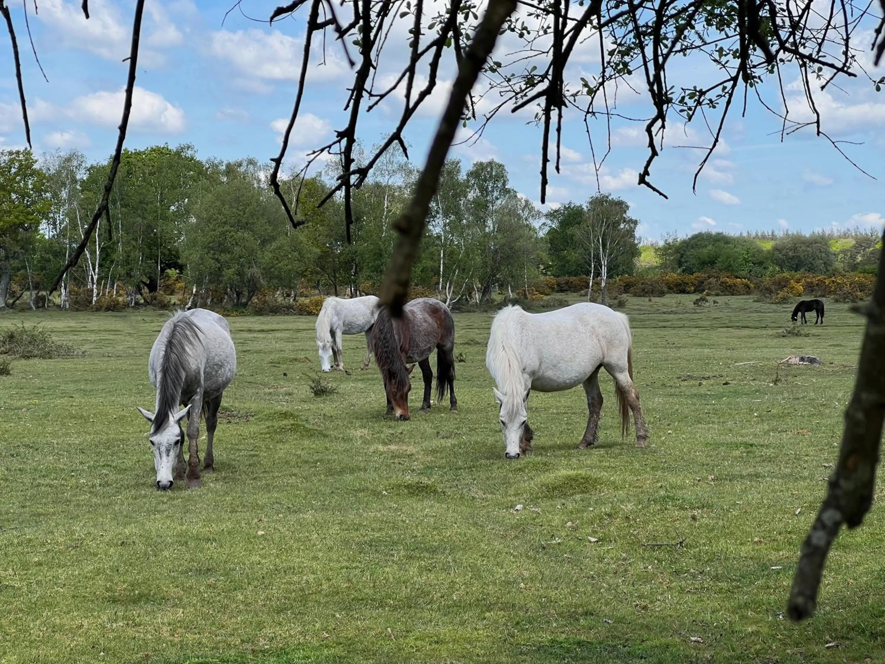 Natural landscape in Cottage Lodge Hotel