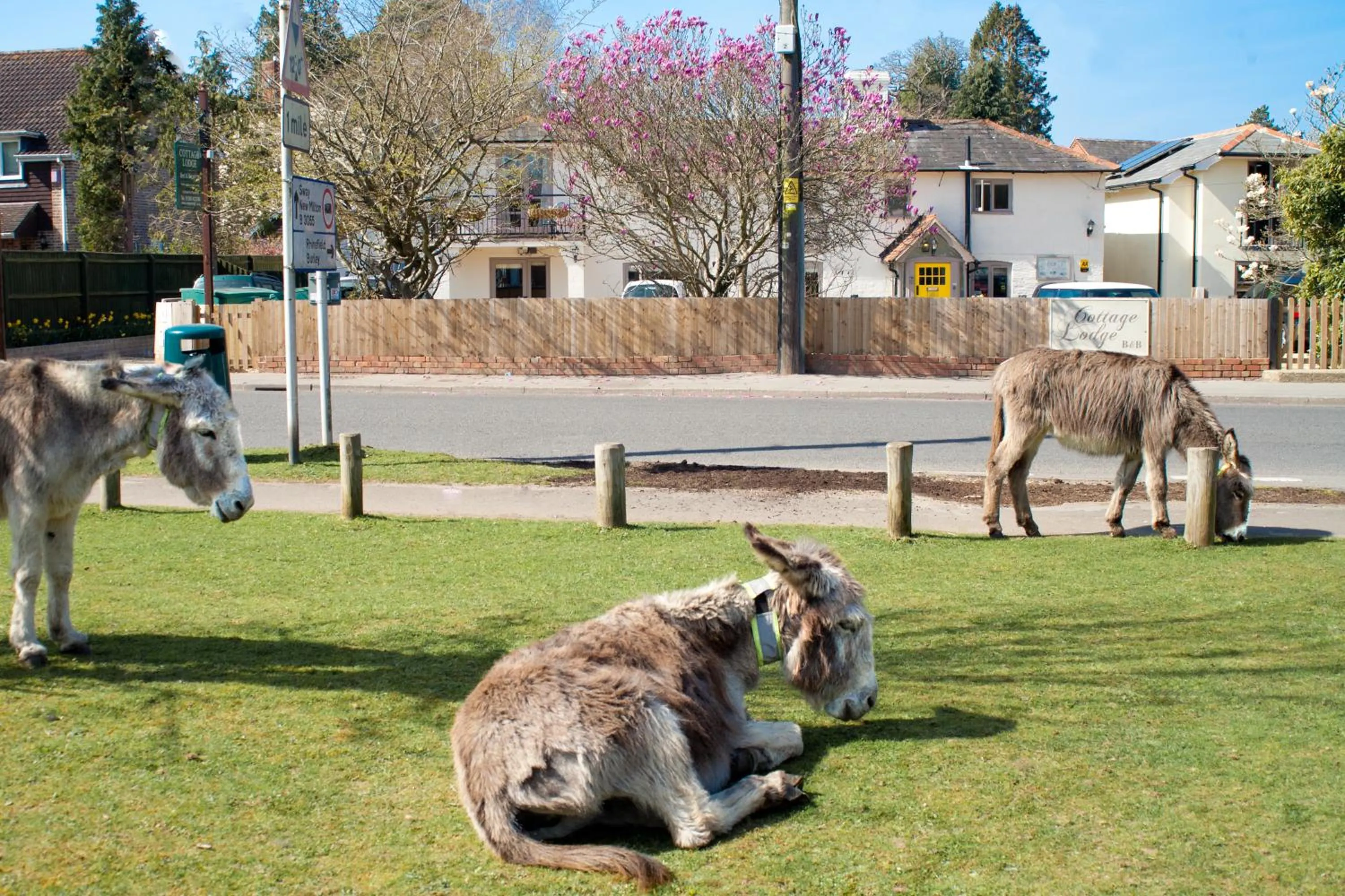 Pets in Cottage Lodge Hotel