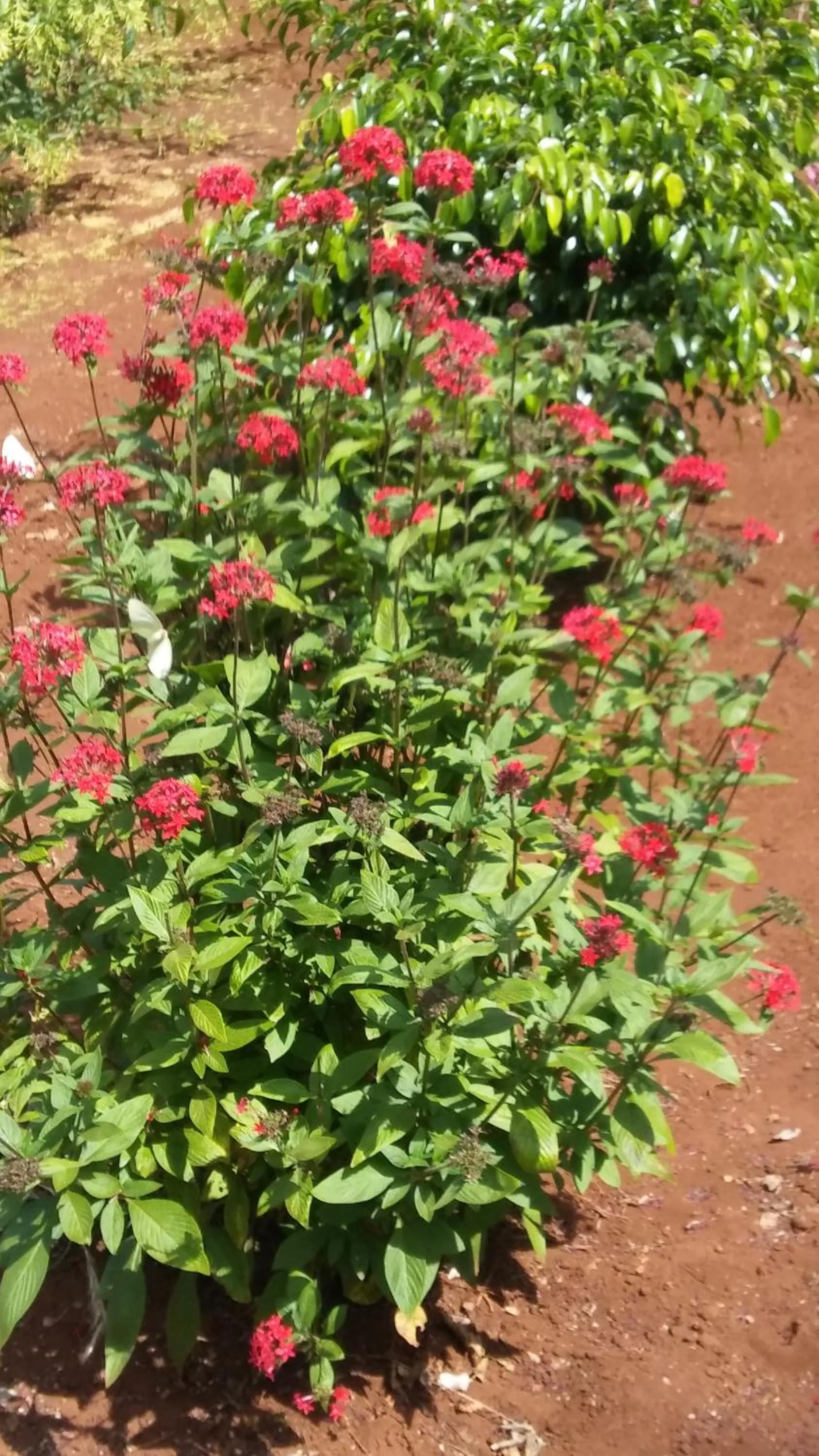 Garden in Maktau Mountain Lodge