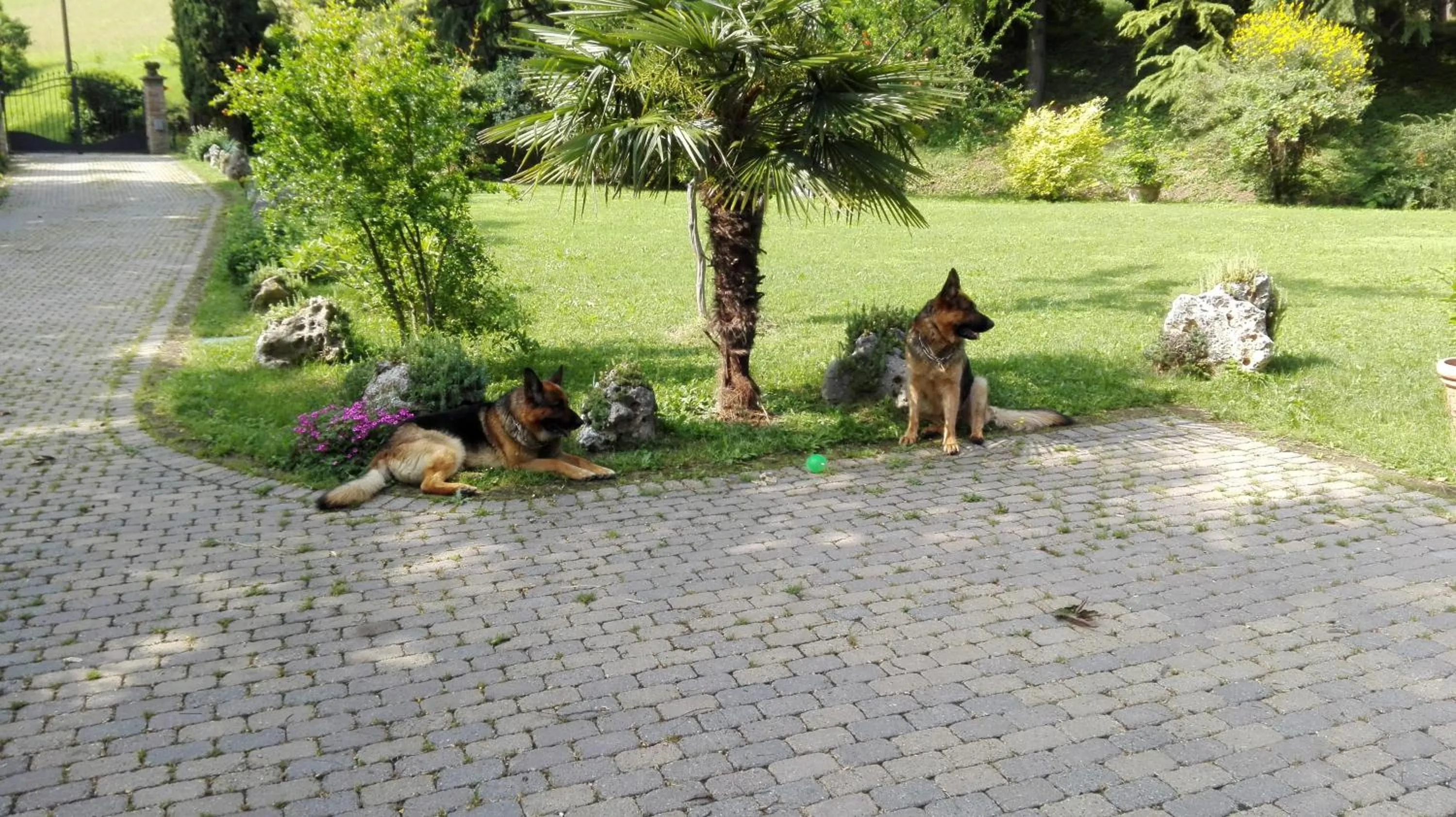 Pets in Casina Belvedere