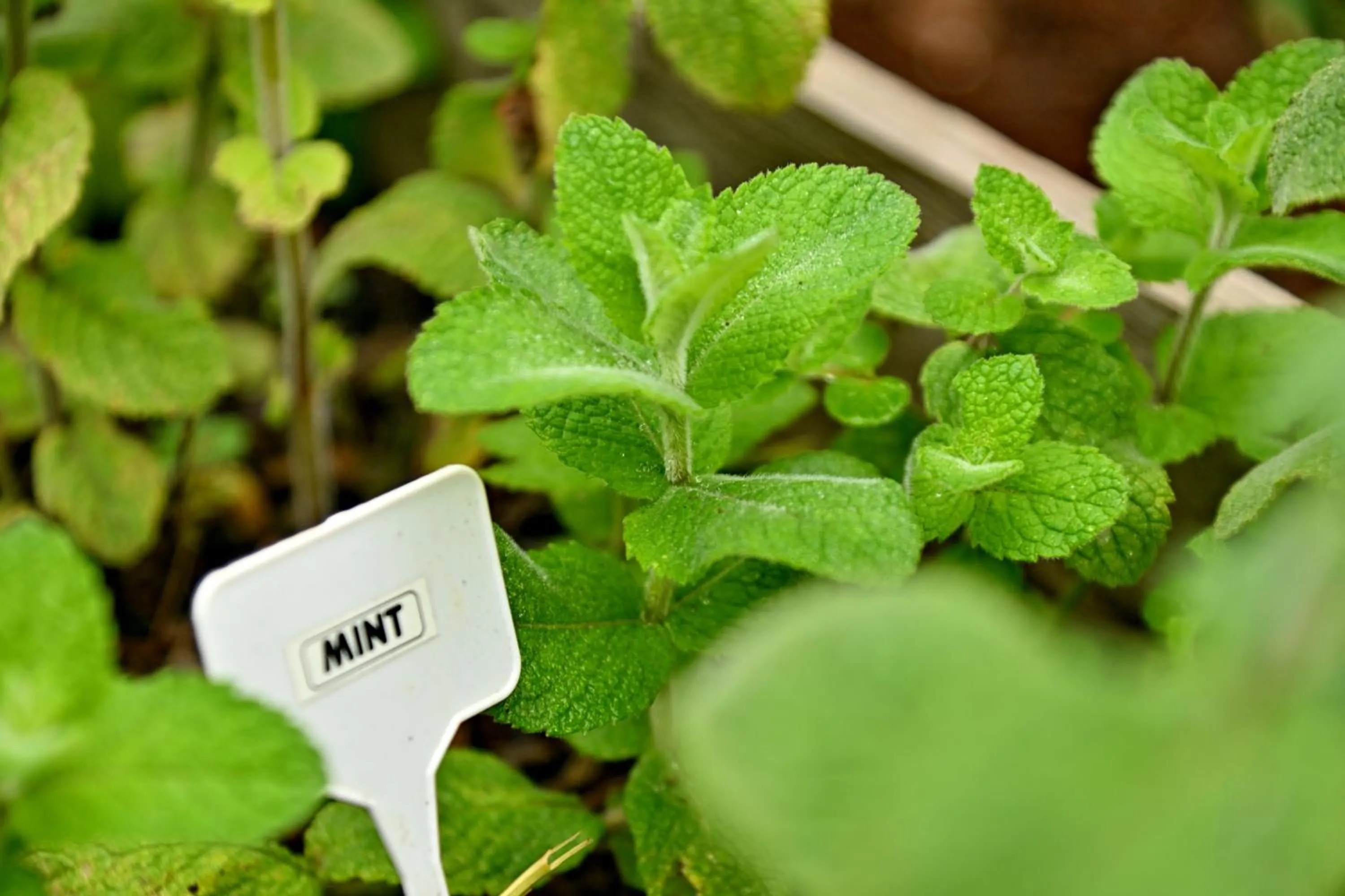 Champagne Castle Hotel