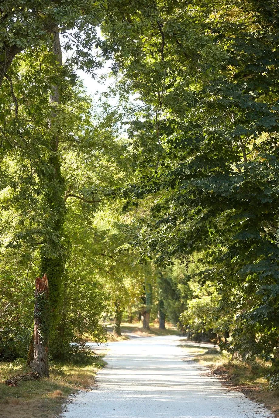 Natural landscape in Château Léognan, Domaine viticole - proche Bordeaux
