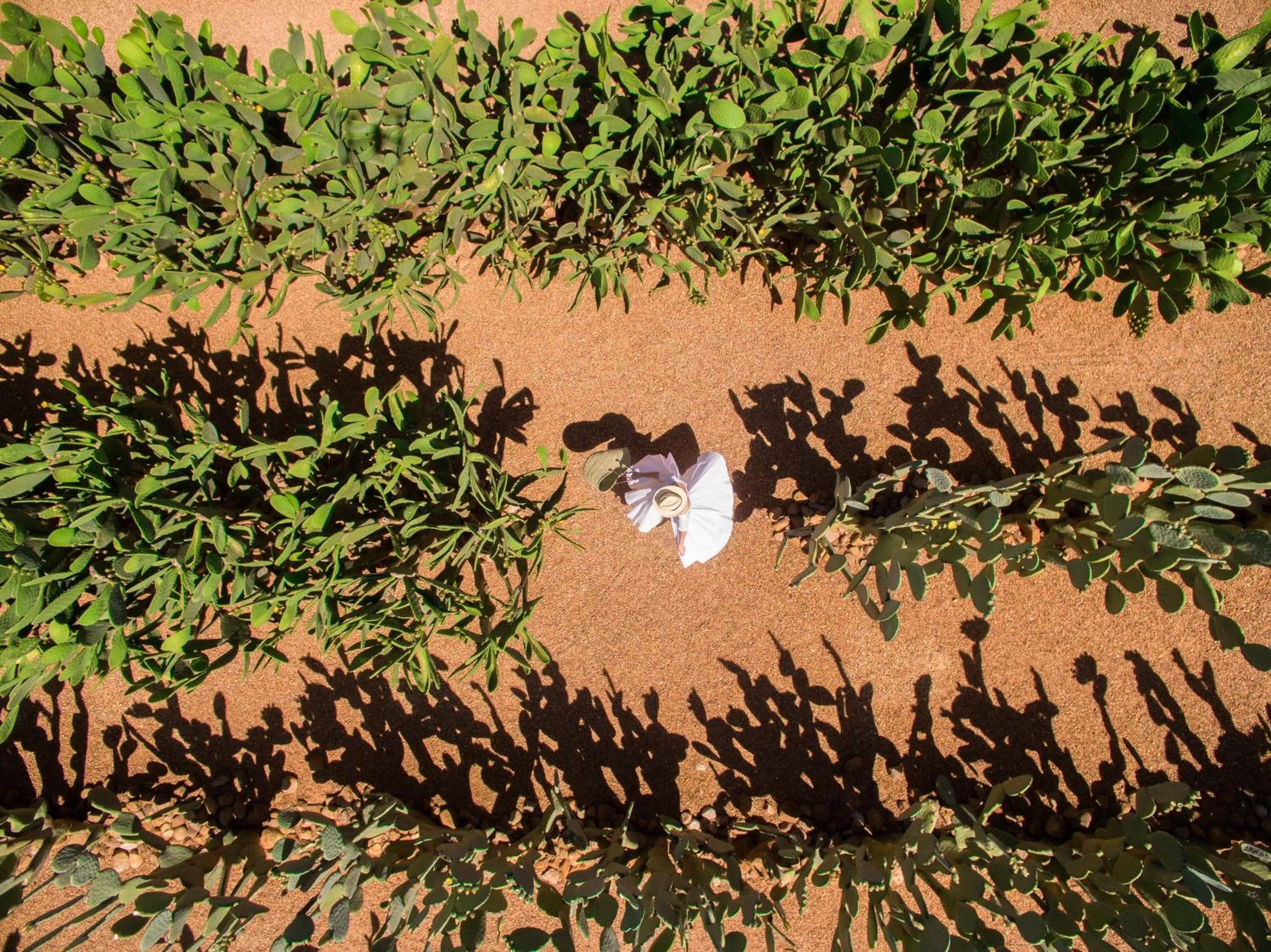 Day in Babylonstoren