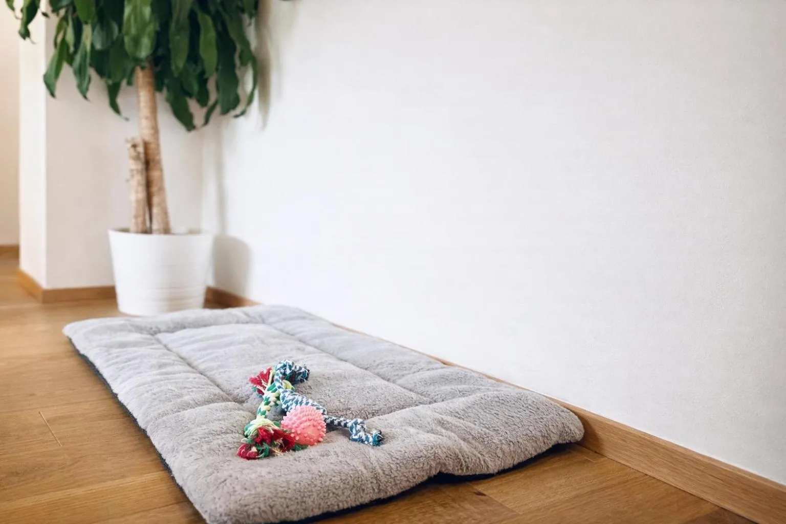 pet friendly in Apartment Frida by Da Alois