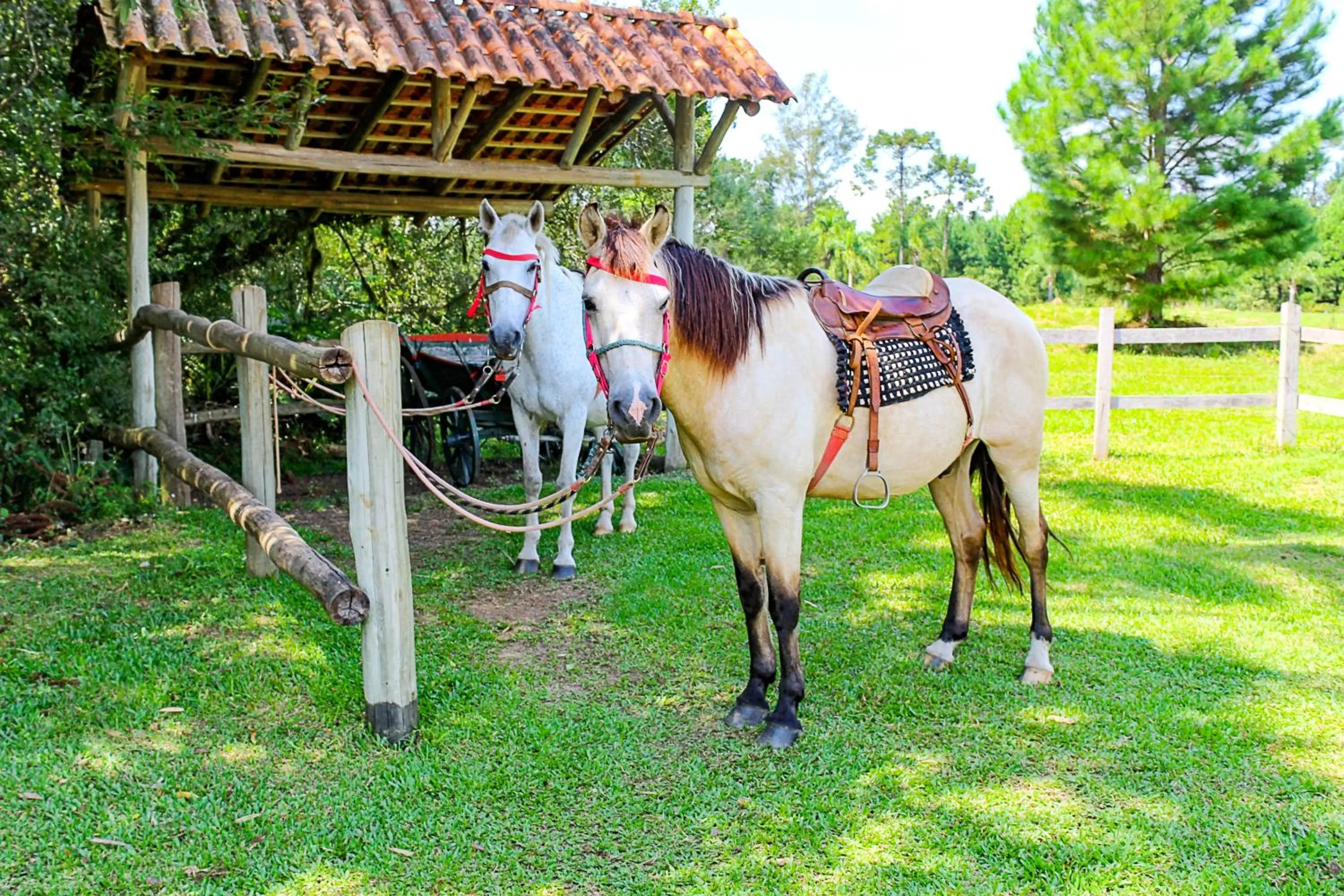 Horse-riding in Ózera Hotel Fazenda