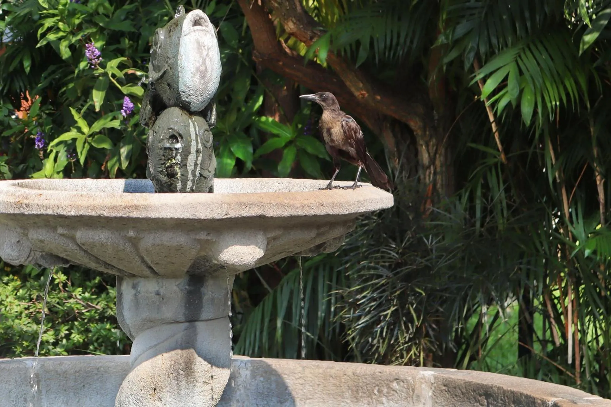 Garden in Hosteria Las Quintas Hotel Restaurante Bar