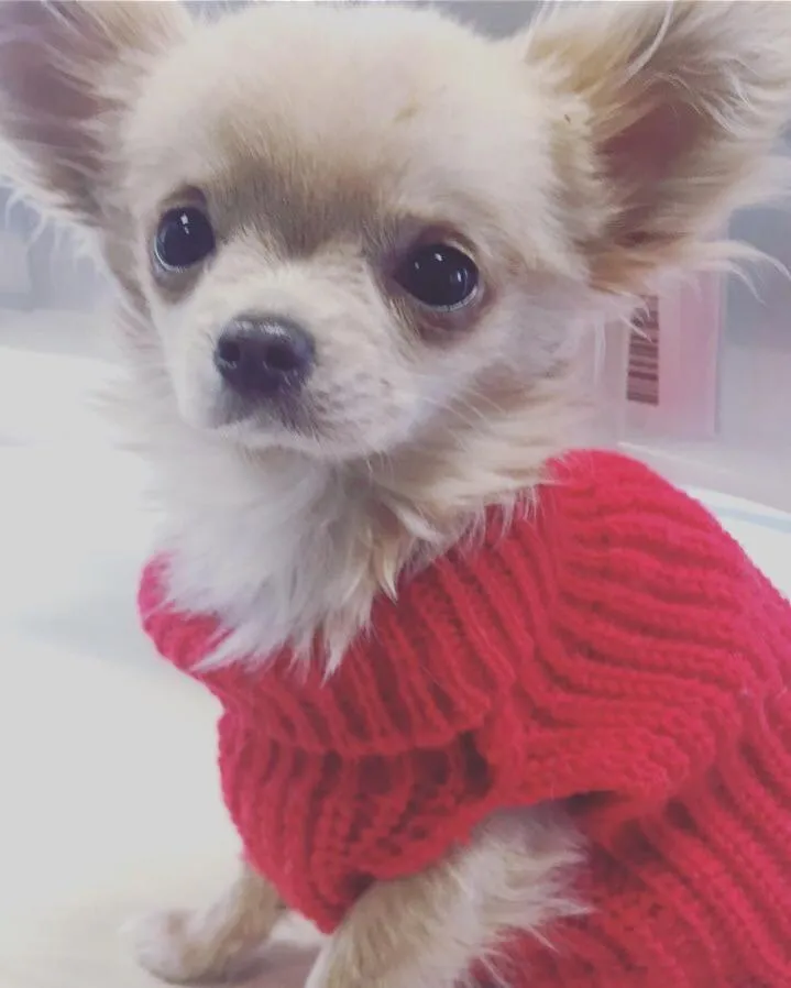 Pets in B&B Il tempo del sogno con cani e gatti Pet&Breakfast