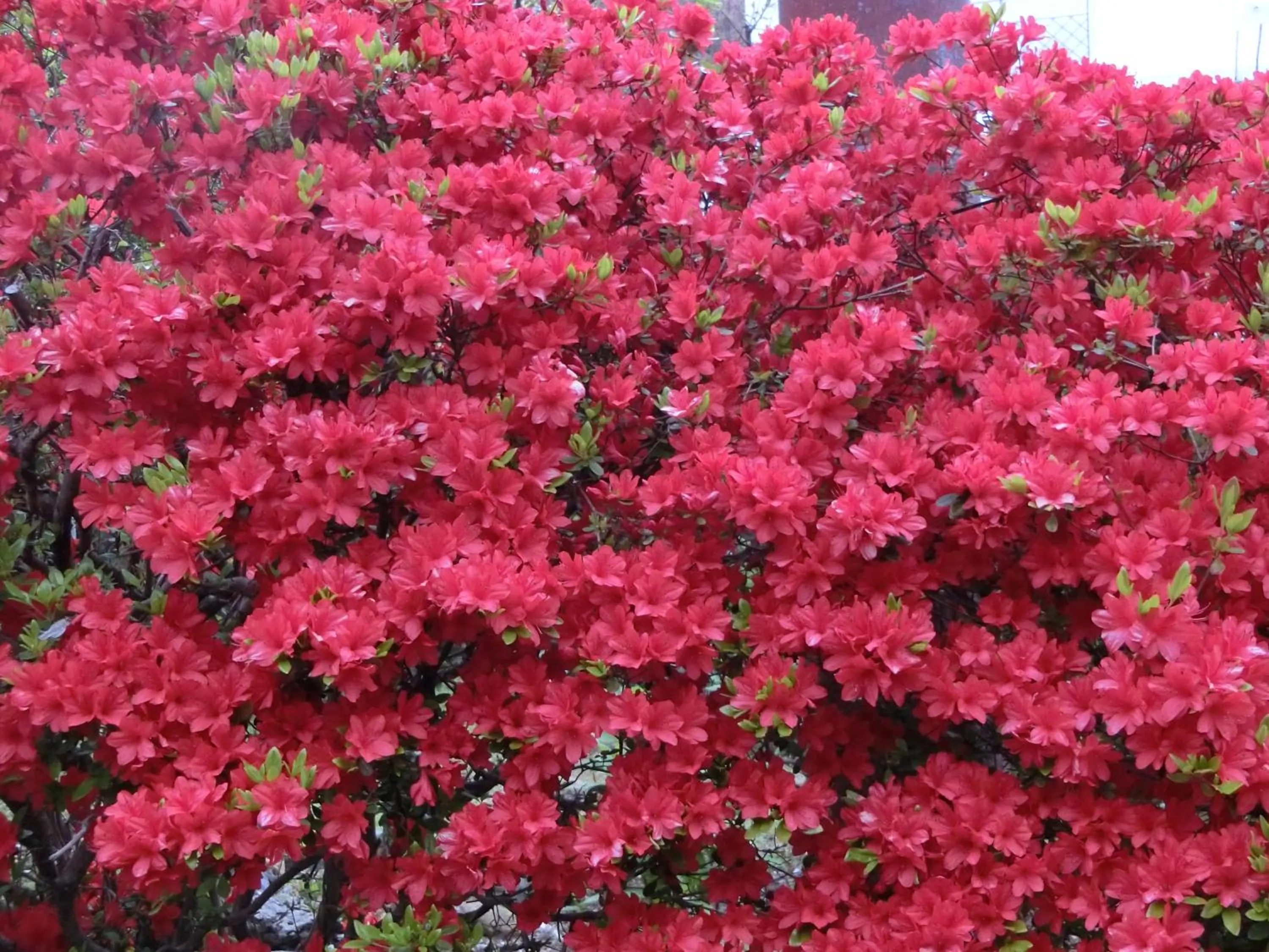 Spring in Pension Izukogen