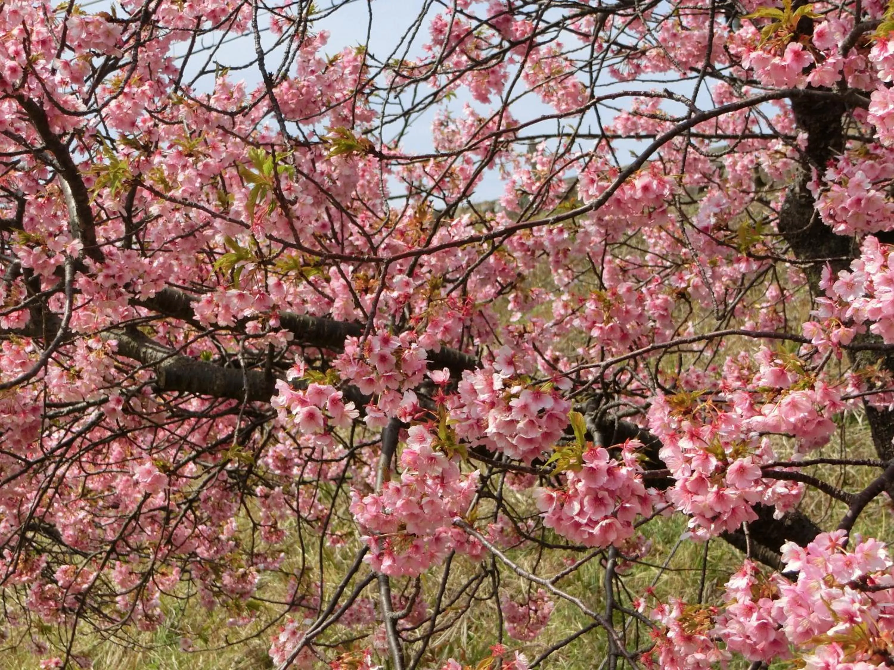 Spring in Pension Izukogen