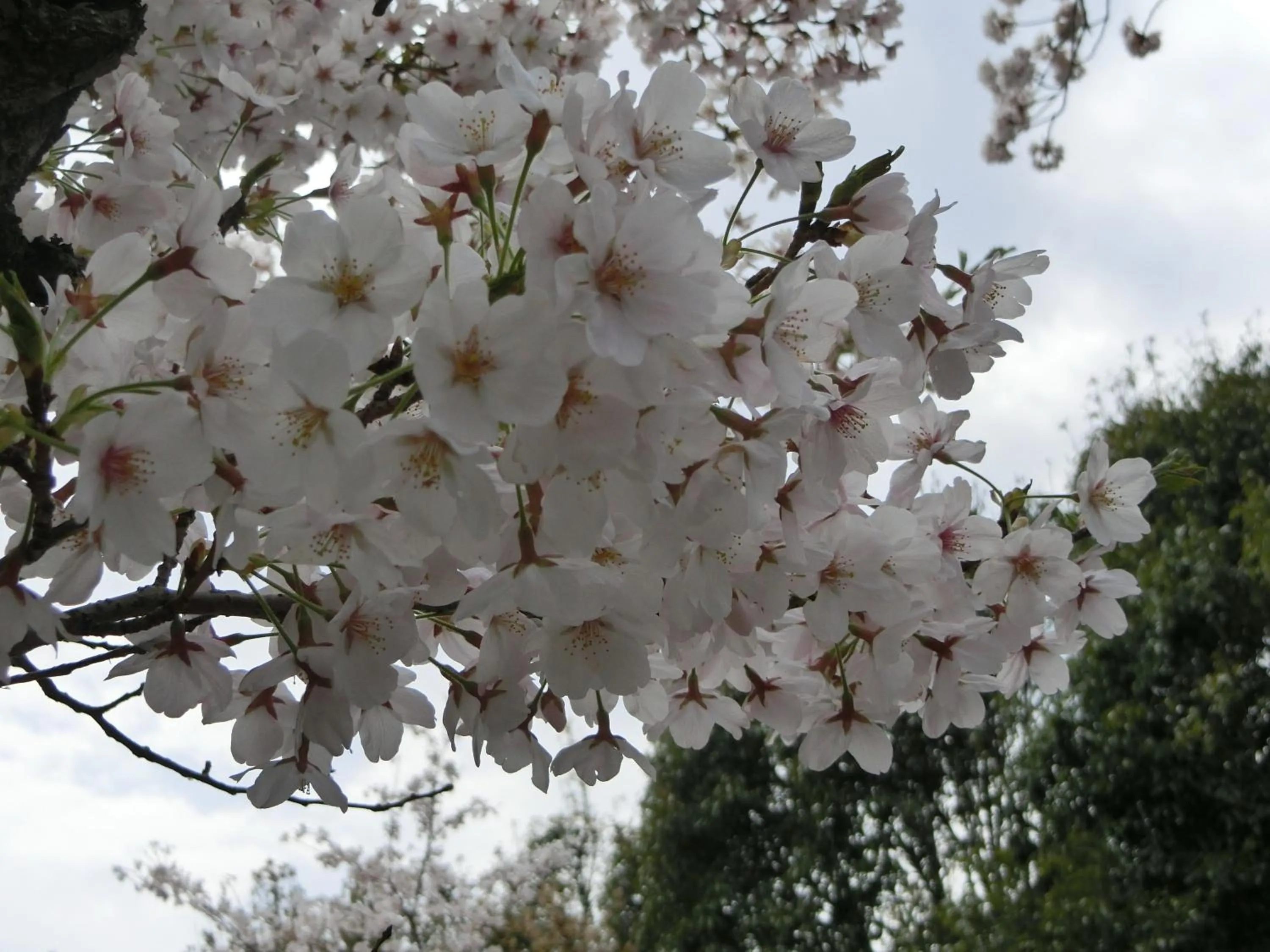 Spring in Pension Izukogen