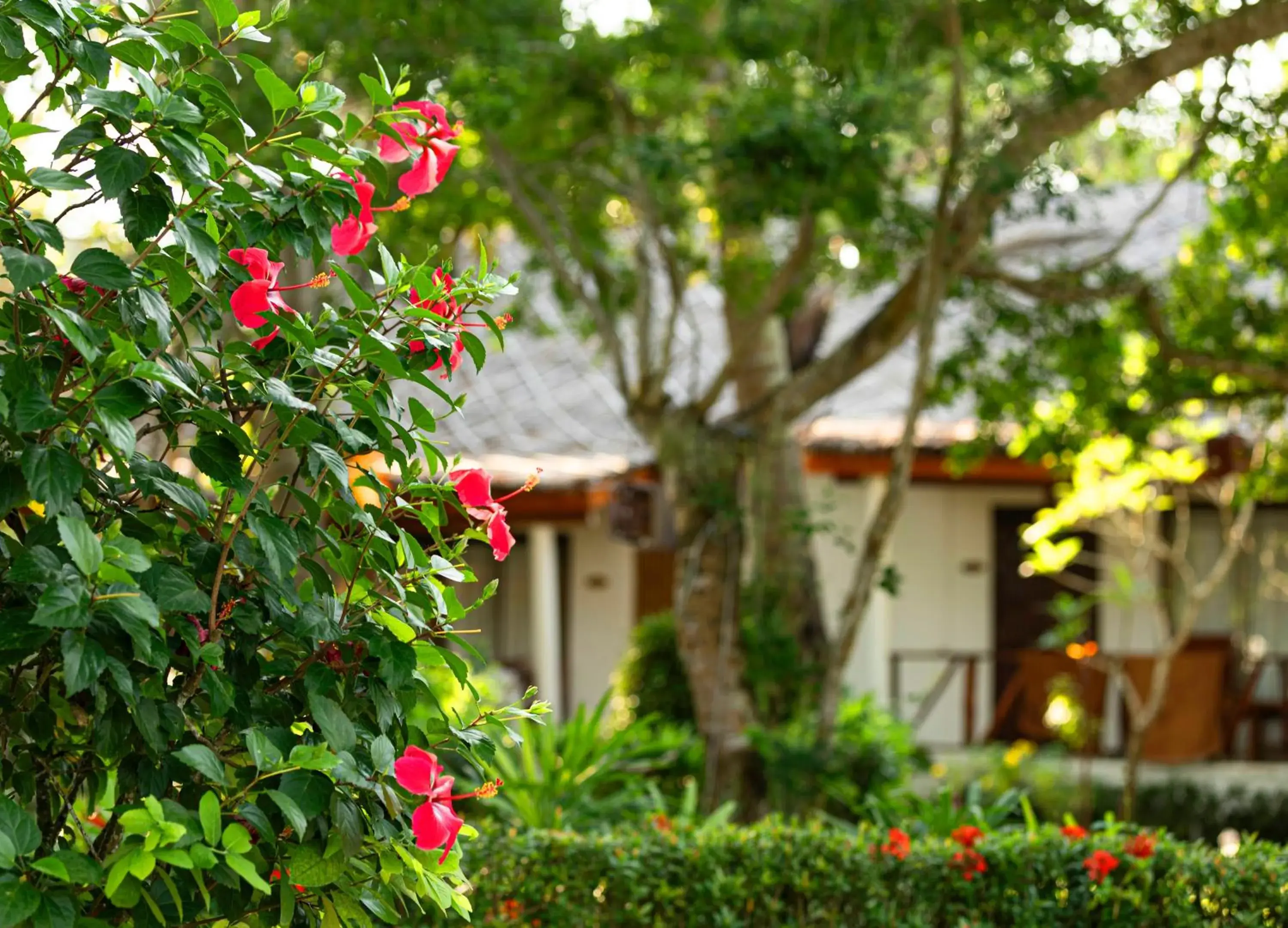 Property building in Lipa Lodge Beach Resort Property building in Lipa Lodge Beach Resort