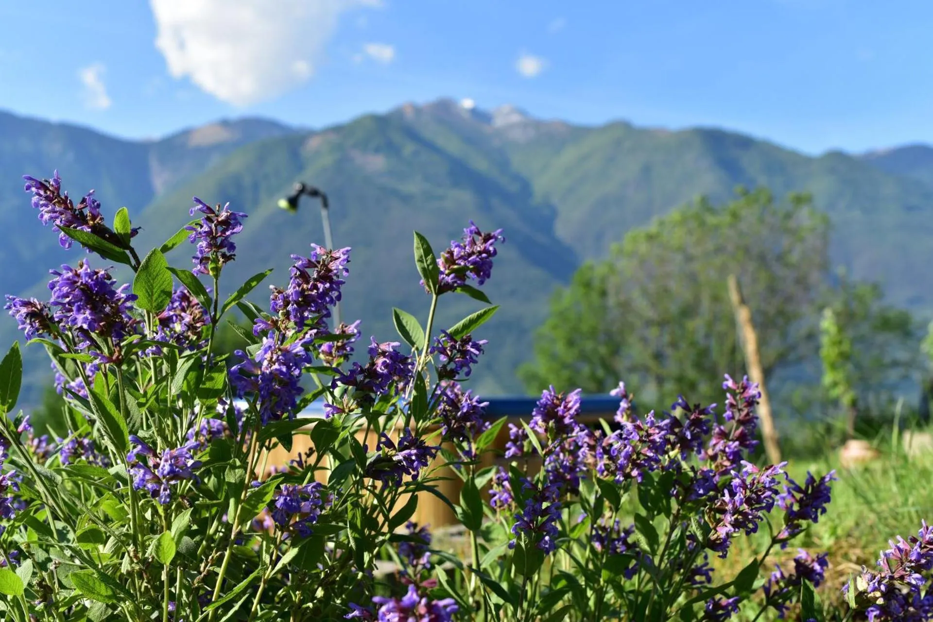 Natural landscape in Viva Bacco
