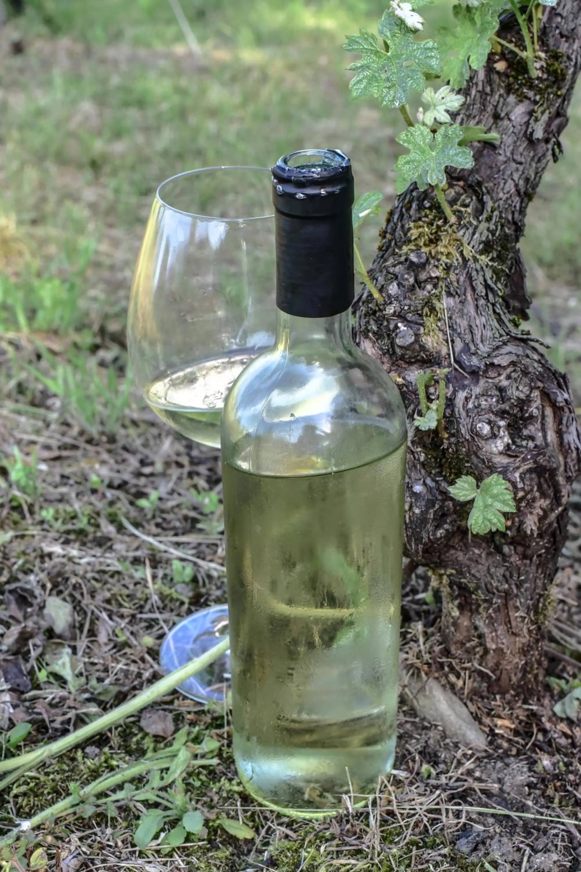 Drinks in Viva Bacco