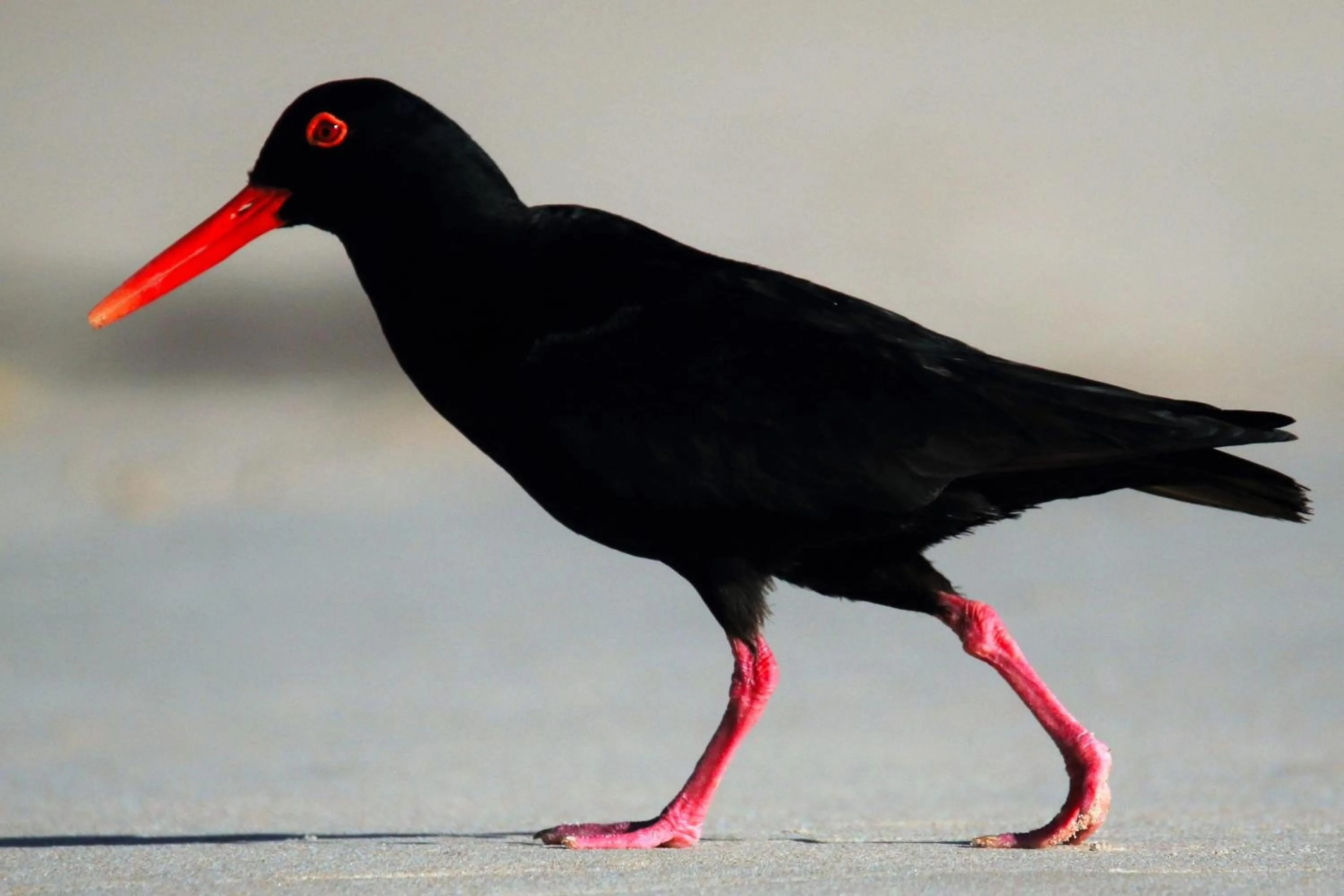 Oyster Bay Beach Lodge