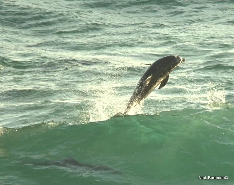 Oyster Bay Beach Lodge